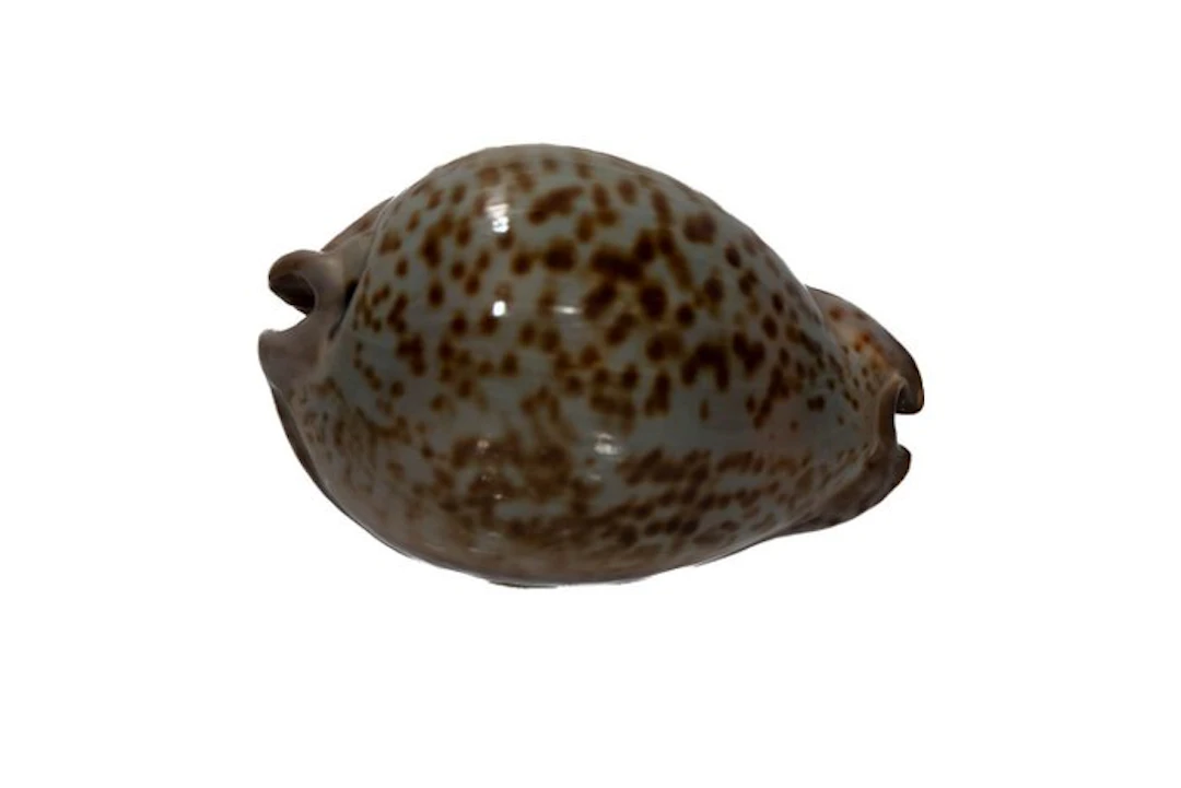 Trona stercoraria 70mm | Rare Rat-Kauri (Senegal) - Top...