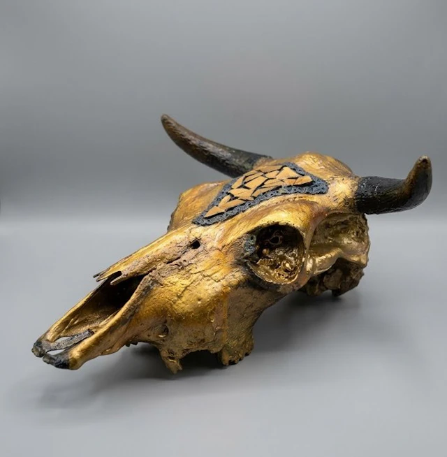 Cow Mammal skull - Bos taurus - 30 cm - 60 cm - 50 cm - (1)