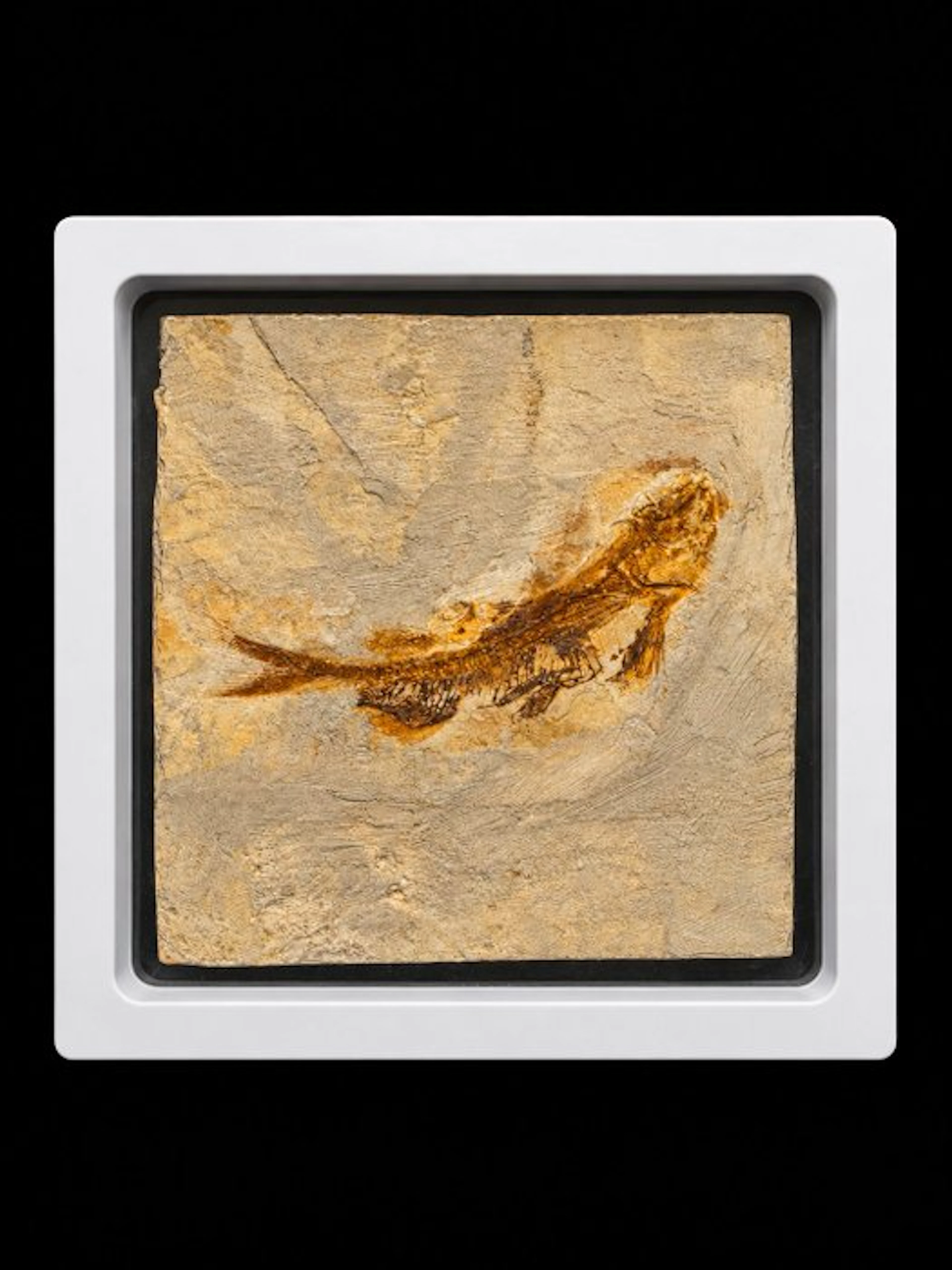 Highly Detailed Lycoptera Fossil Fish - Fossilised animal...