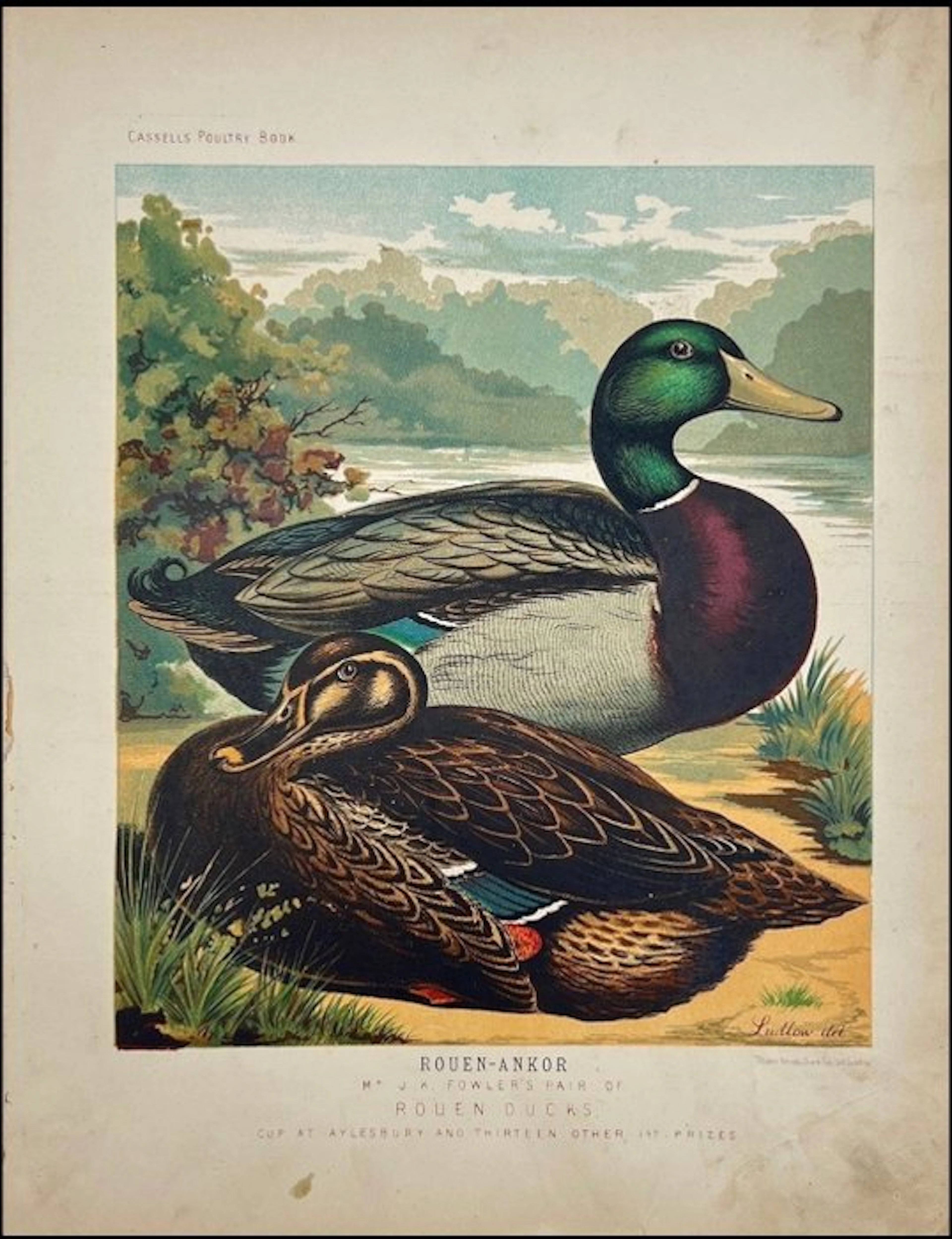 Joseph Williamson Ludlow (XIX) - estampe du Cassell's Poultry Book