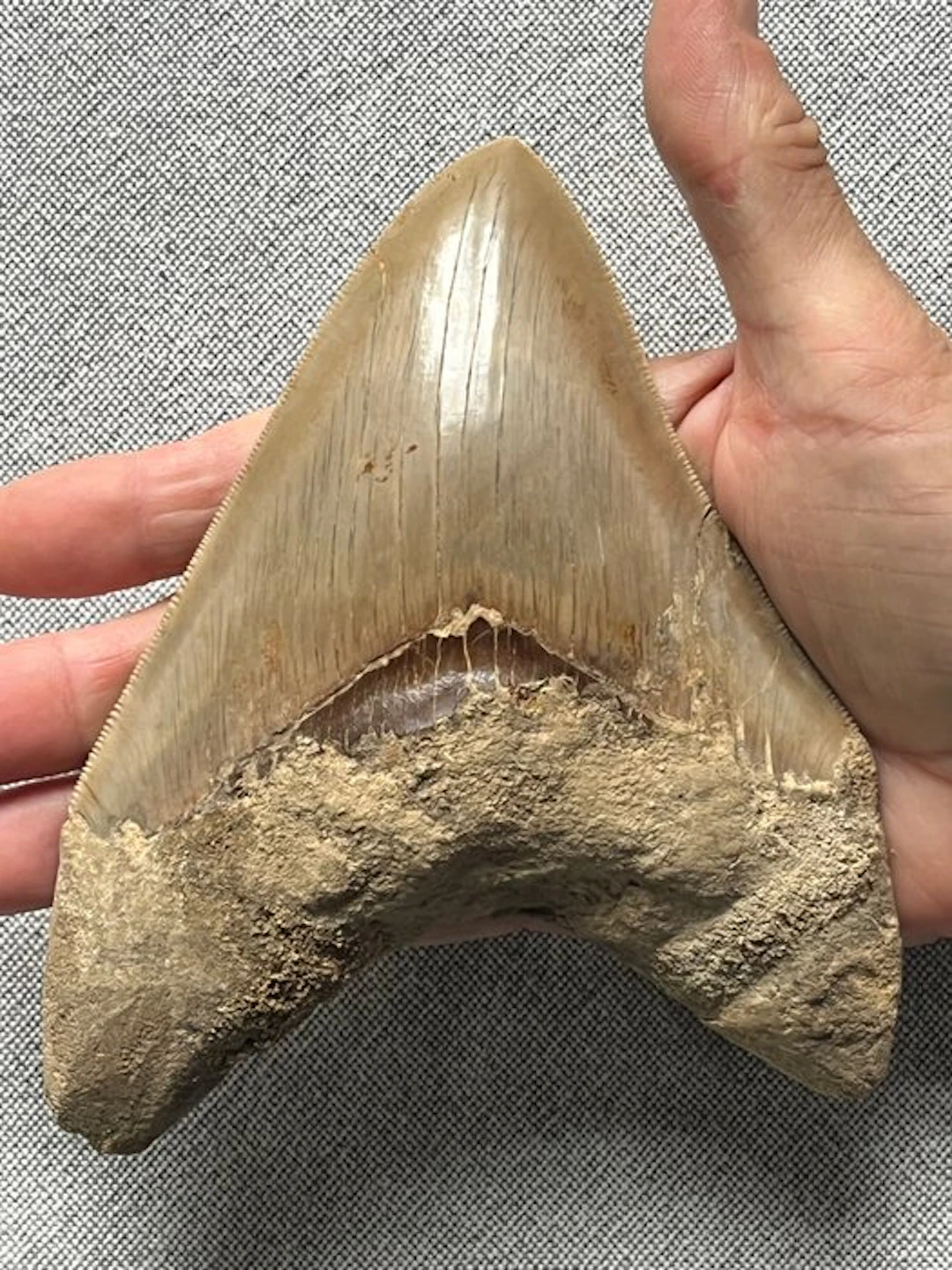 Huge Megalodon tooth 14,8 cm - Fossil tooth - Carcharocles megalodon