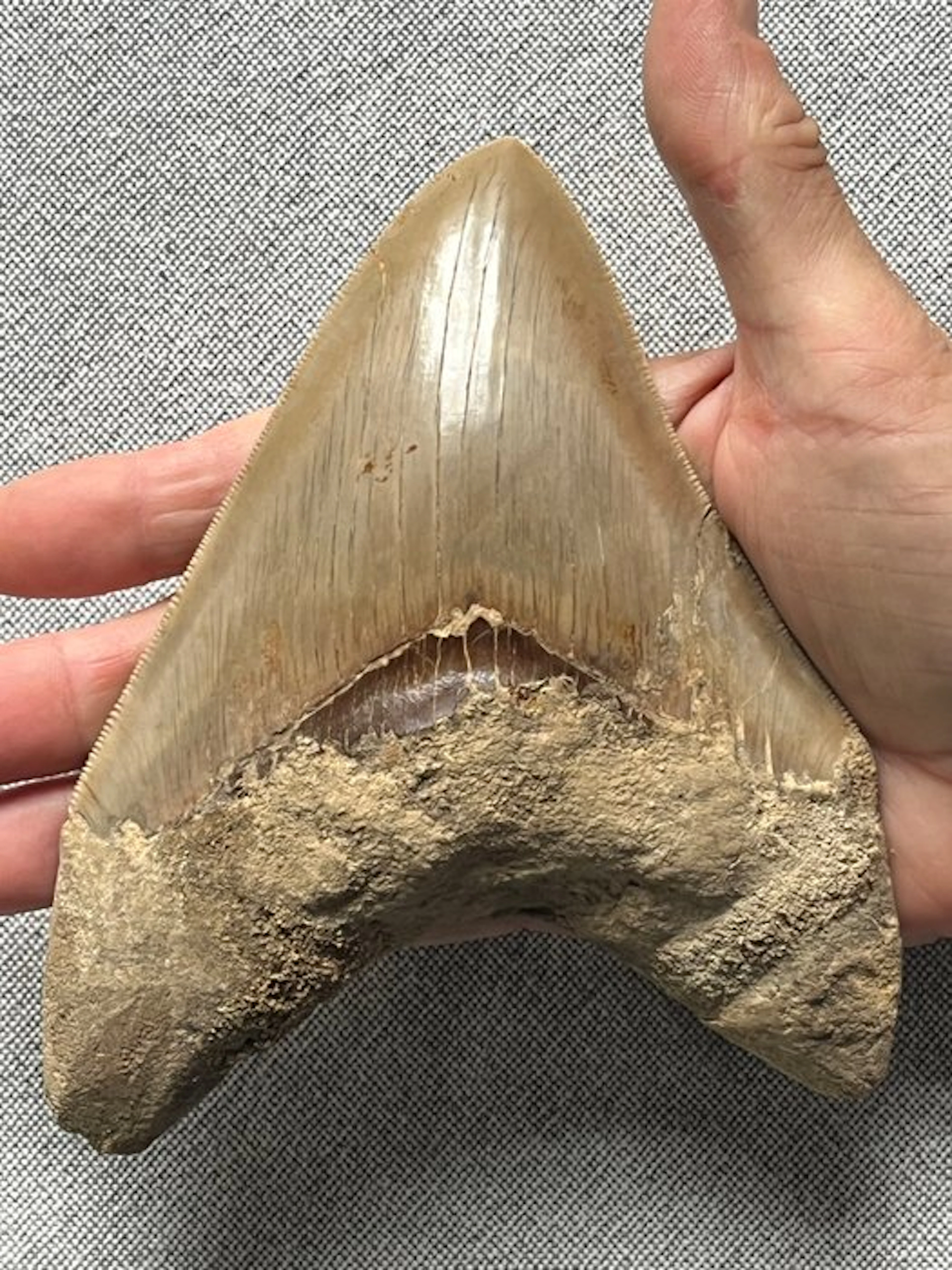 Huge Megalodon tooth 14,8 cm - Fossil tooth - Carcharocles megalodon