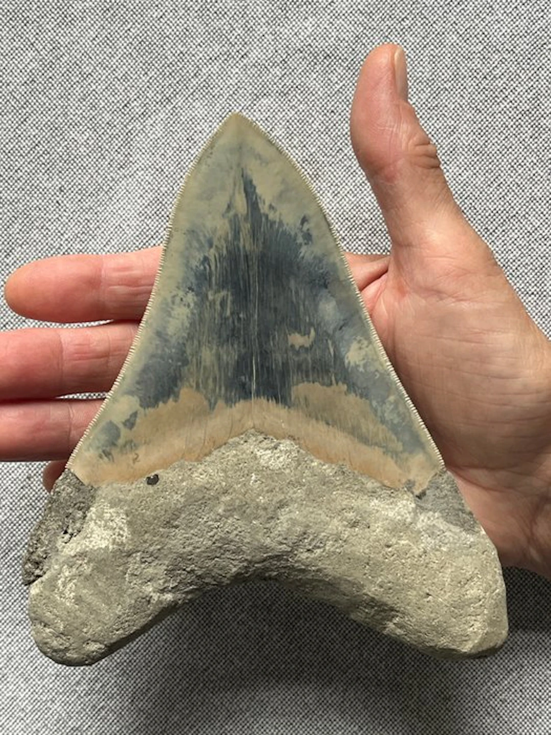 Huge Megalodon tooth 15,5 cm (6.1 INCH) - Fossil tooth - Carcharocles megalodon