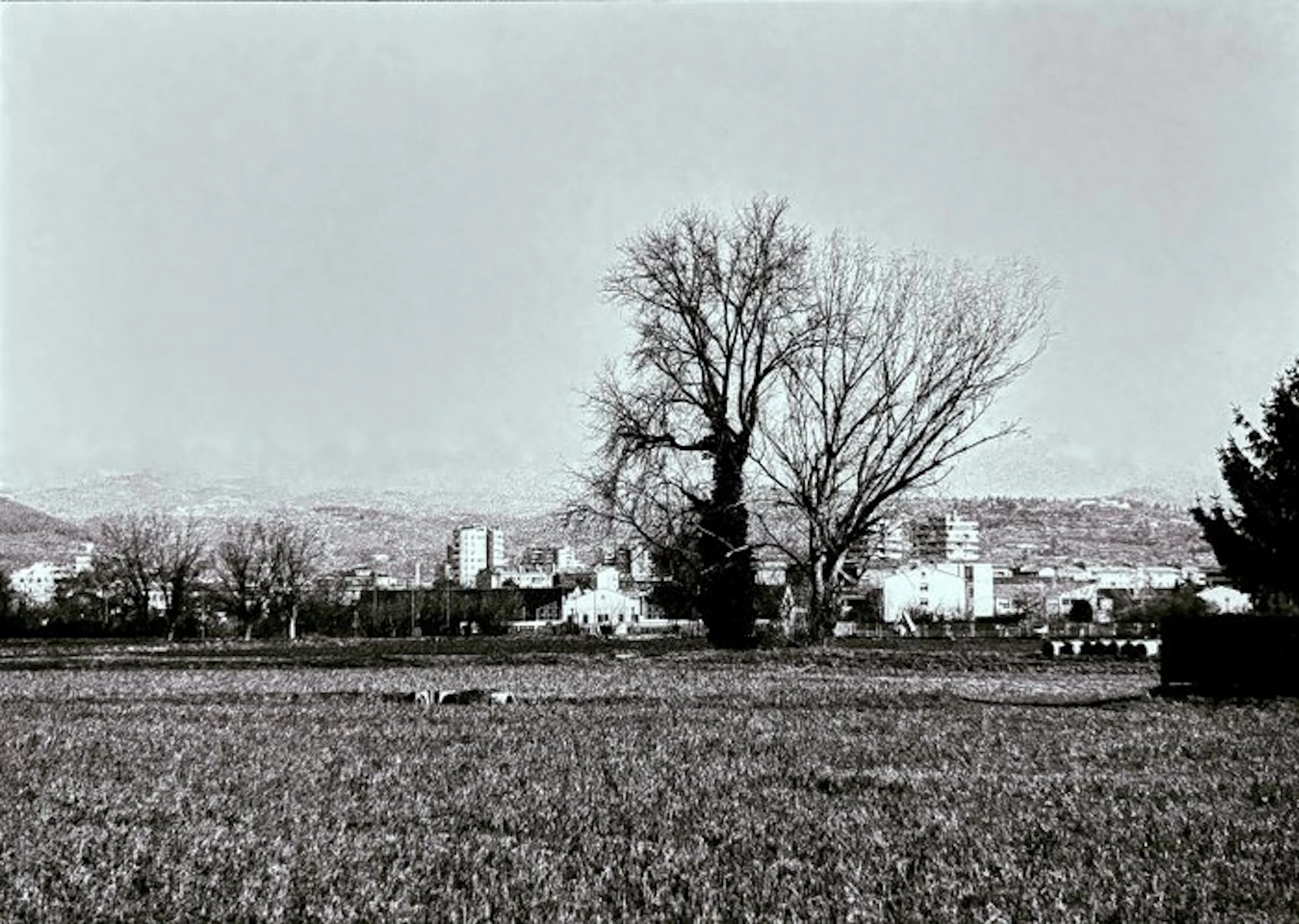 Abbas Gharib - Trees (Alberi)