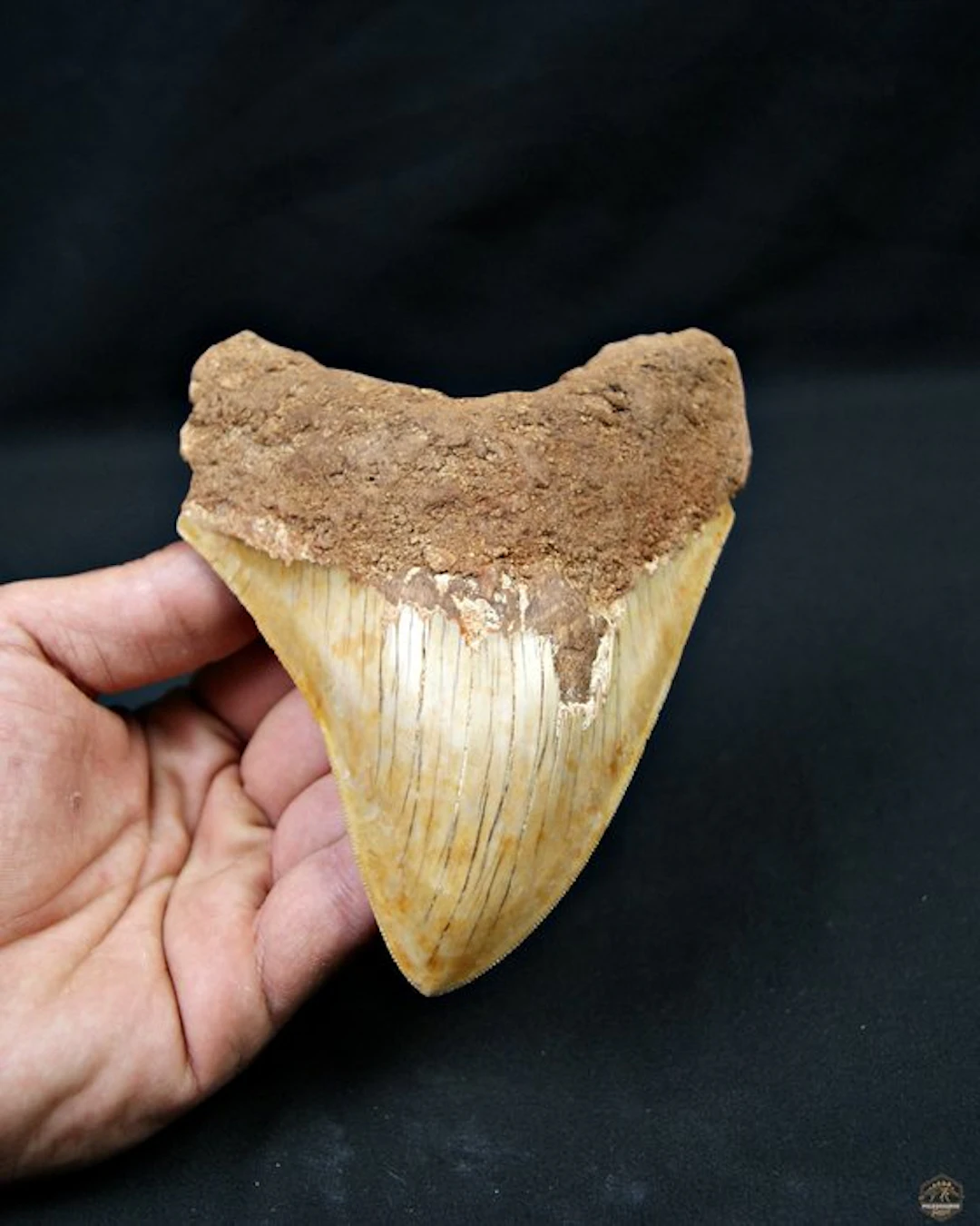Megalodon - Fossil tooth - Otodus megalodon 14cm XXL