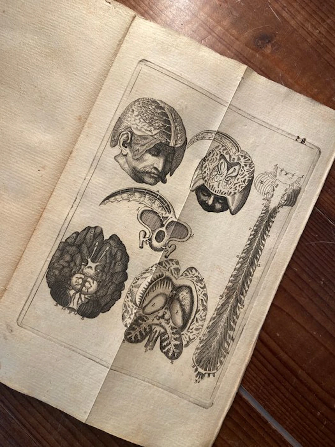 Jo. Adamo Kulmo - Tabulae Anatomicae, in quibus corporis humani - 1747