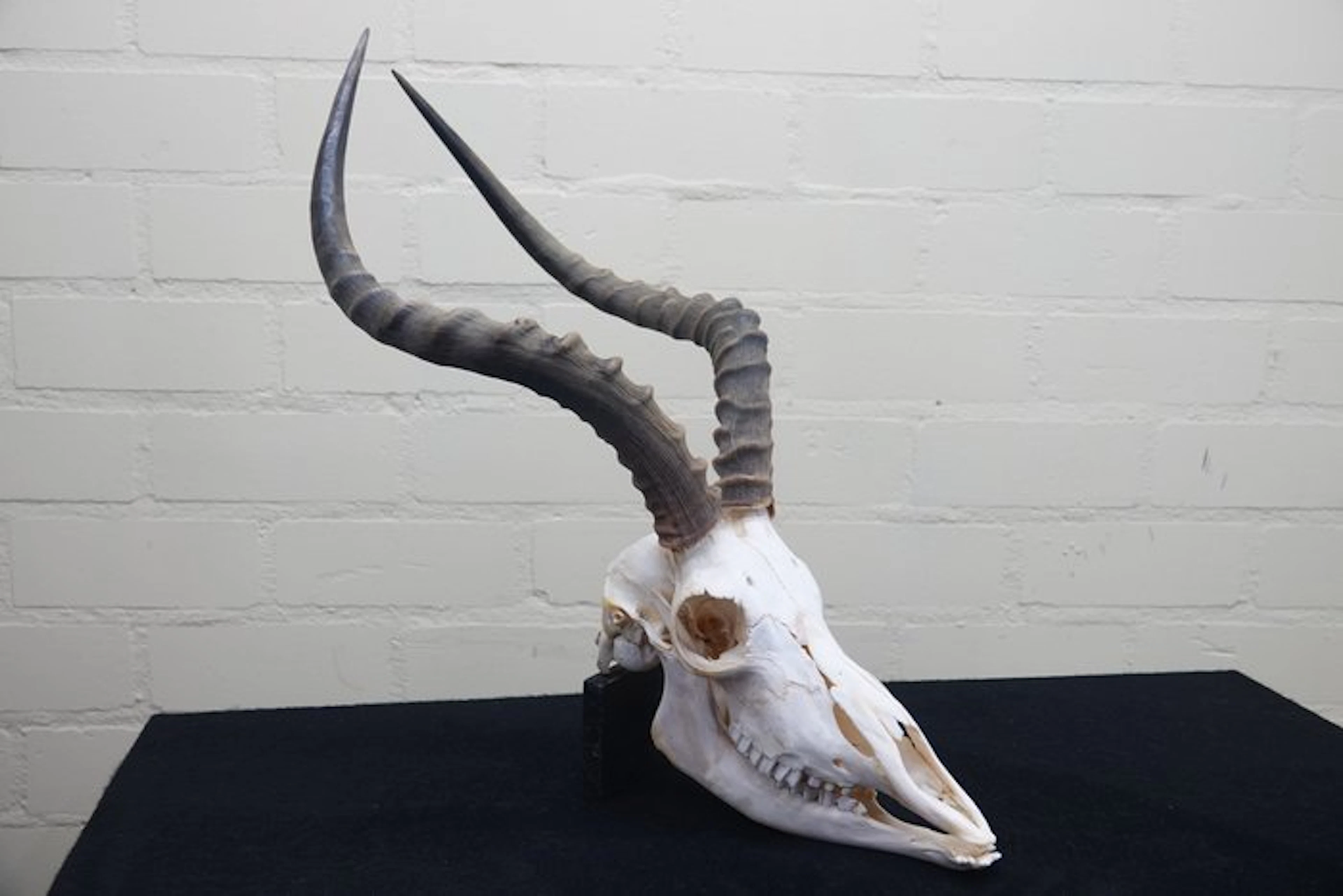 Large African Impala Skull - Aepyceros melampus - 0 cm...