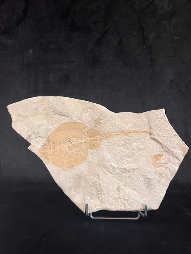 Fish - Fossil skeleton - Rhinobatos whitfieldi - 20 cm - 34 cm