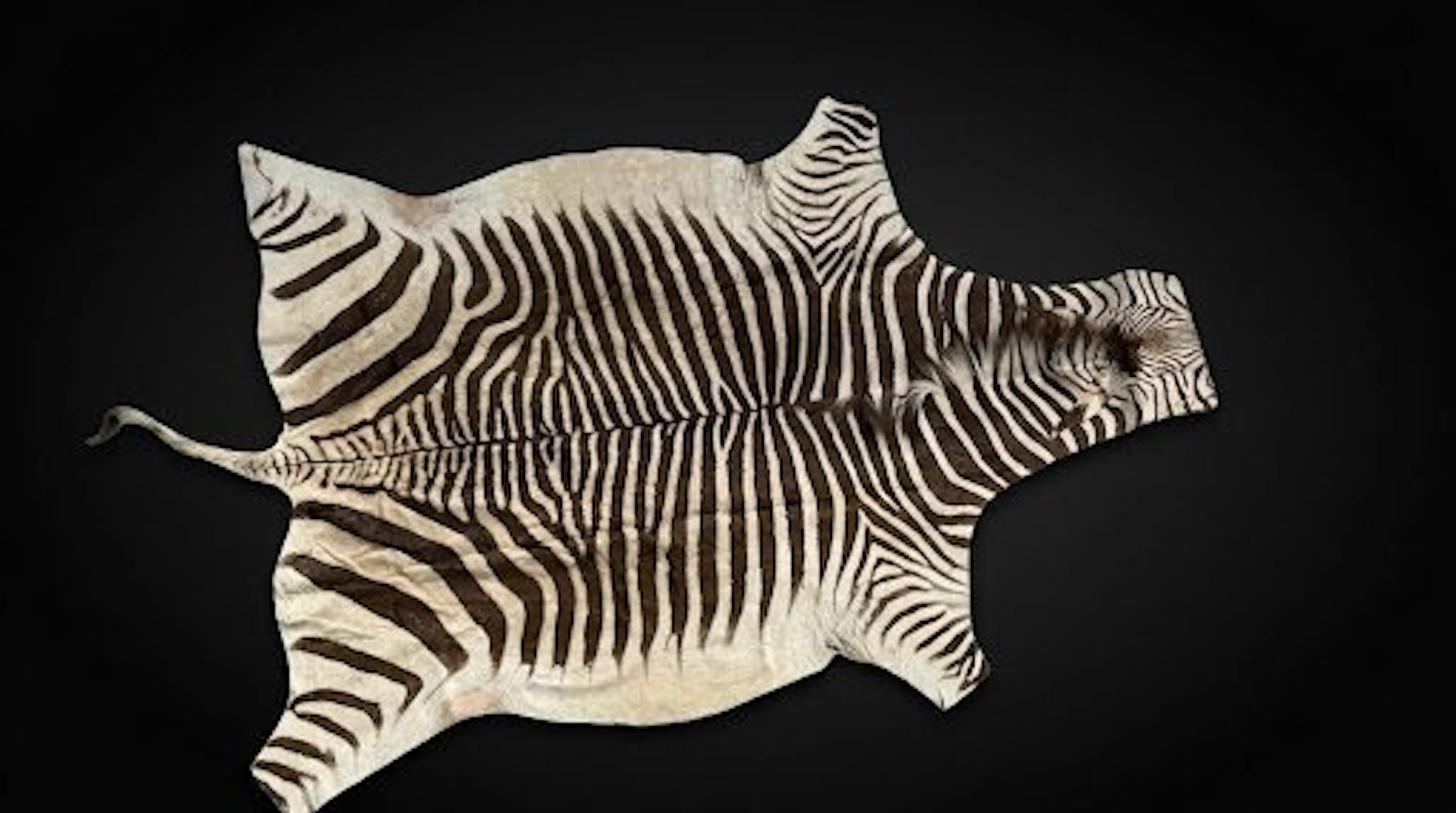 Burchell's Zebra Taxidermy full body mount - Equus quagga...