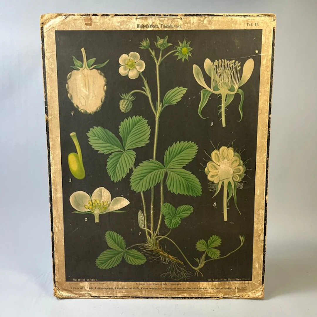 Decorative ornament - Antique - German botanical school...
