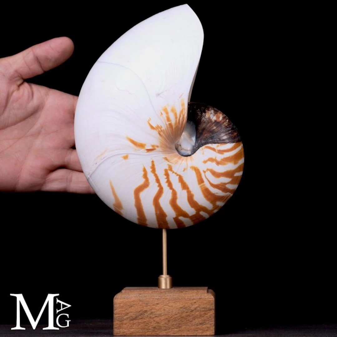 Nautilus Pompilius Shell - An Elegant Natural History...