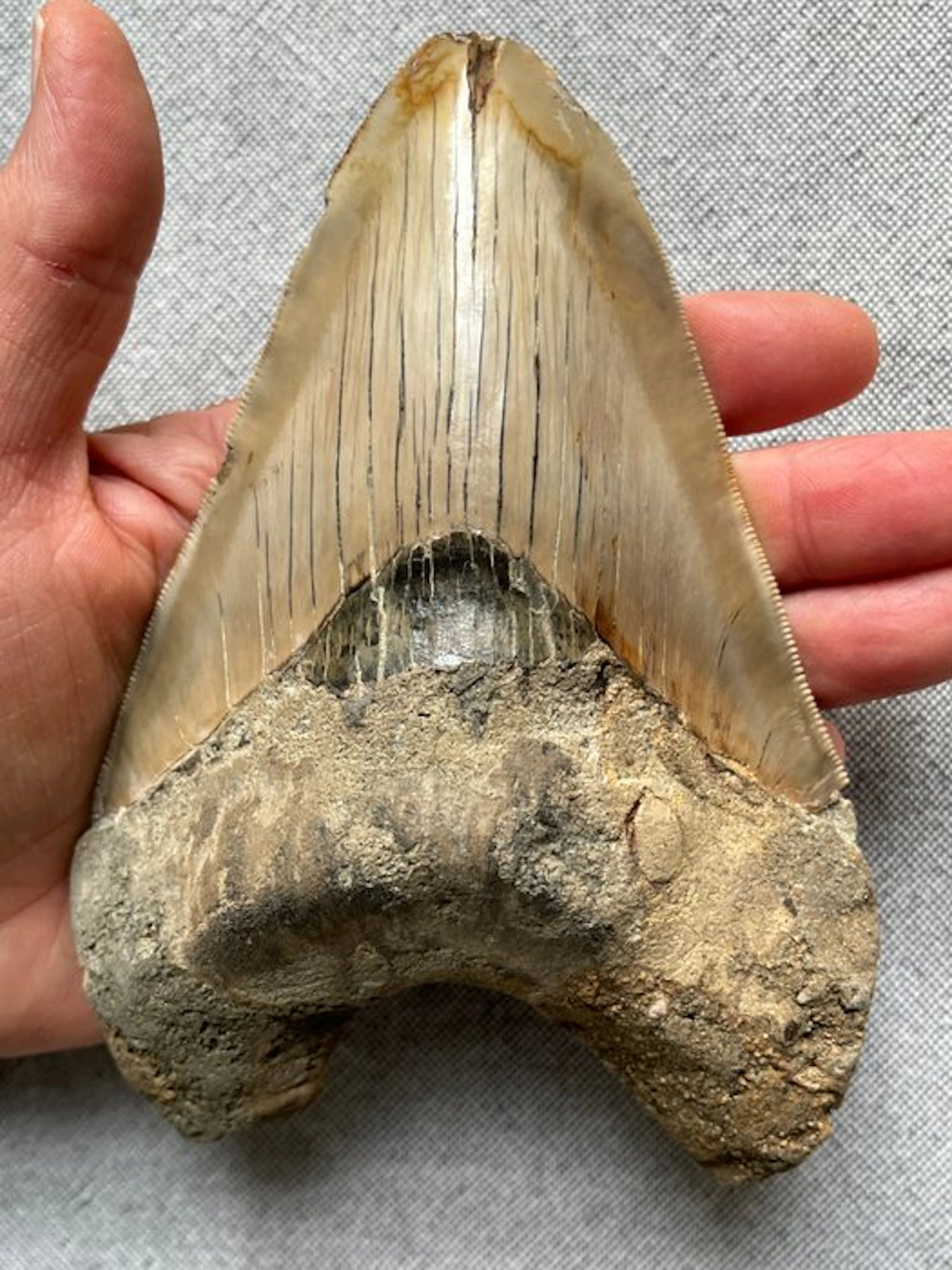 Goliath Megalodon tooth 15,5 cm (6.1 INCH) - Fossil tooth...