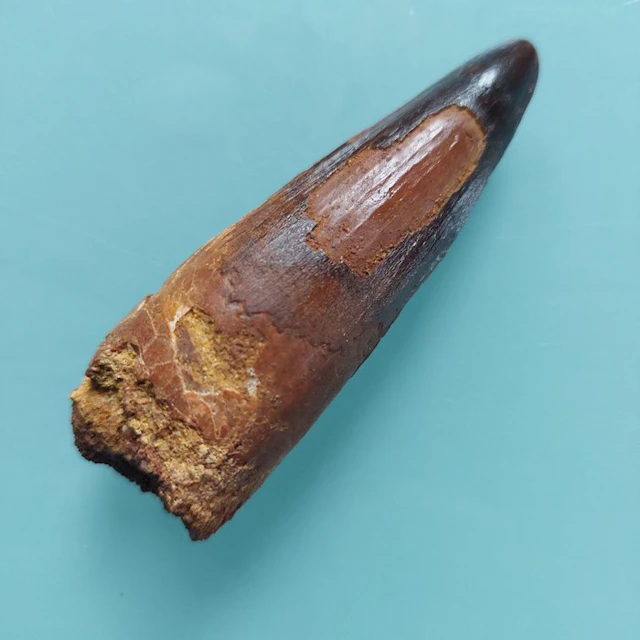 Spinosaur - Fossil tooth - 75 mm - 30 mm