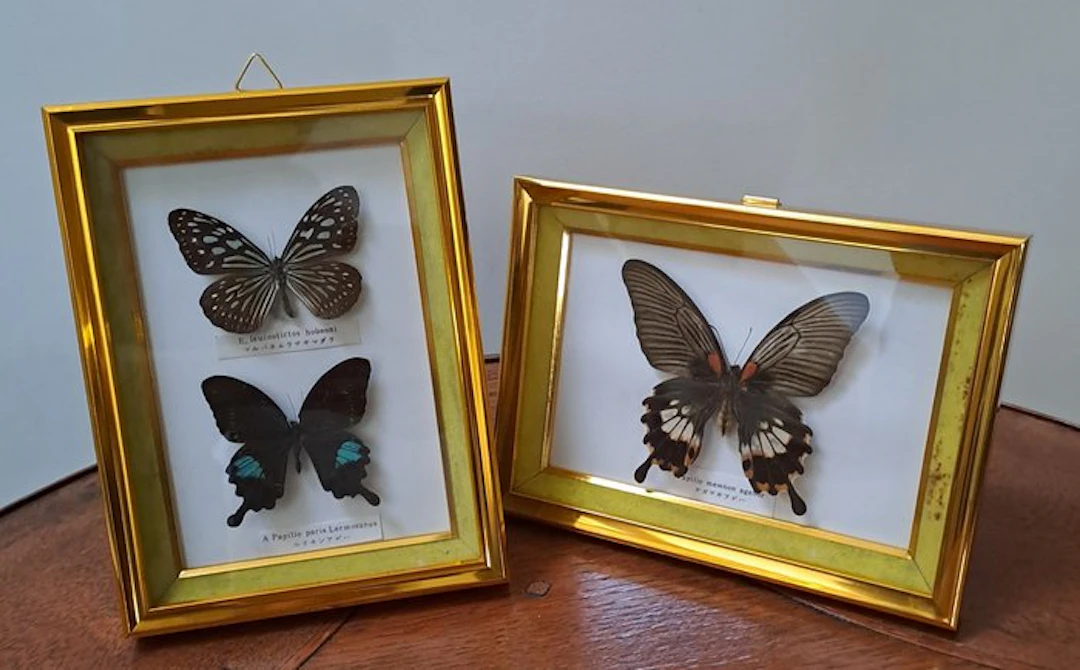 Butterfly Taxidermy full body mount - Papilio - 23 cm - 17 cm - 2 cm - 2
