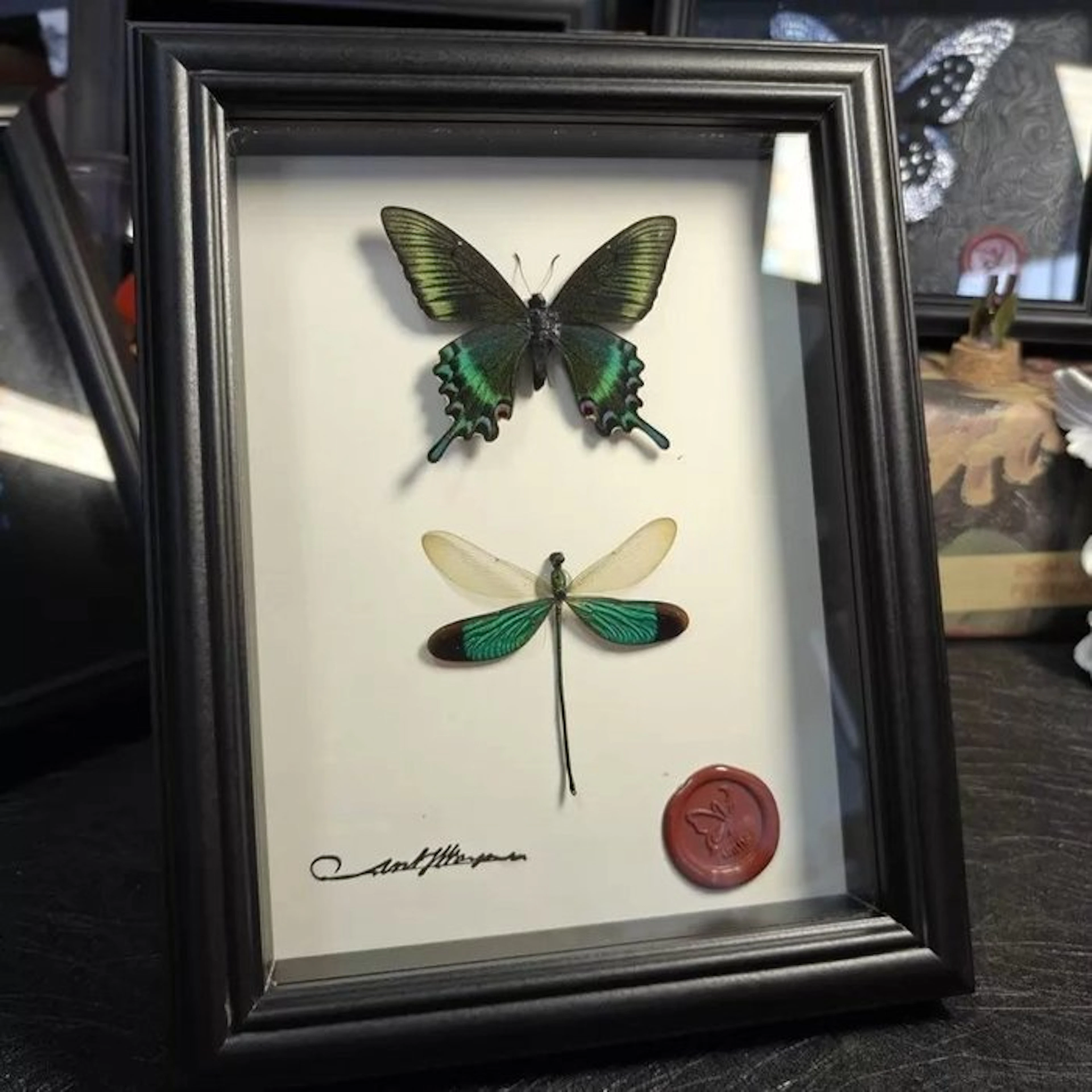 Butterfly and dragonfly specimens Taxidermy replica mount...