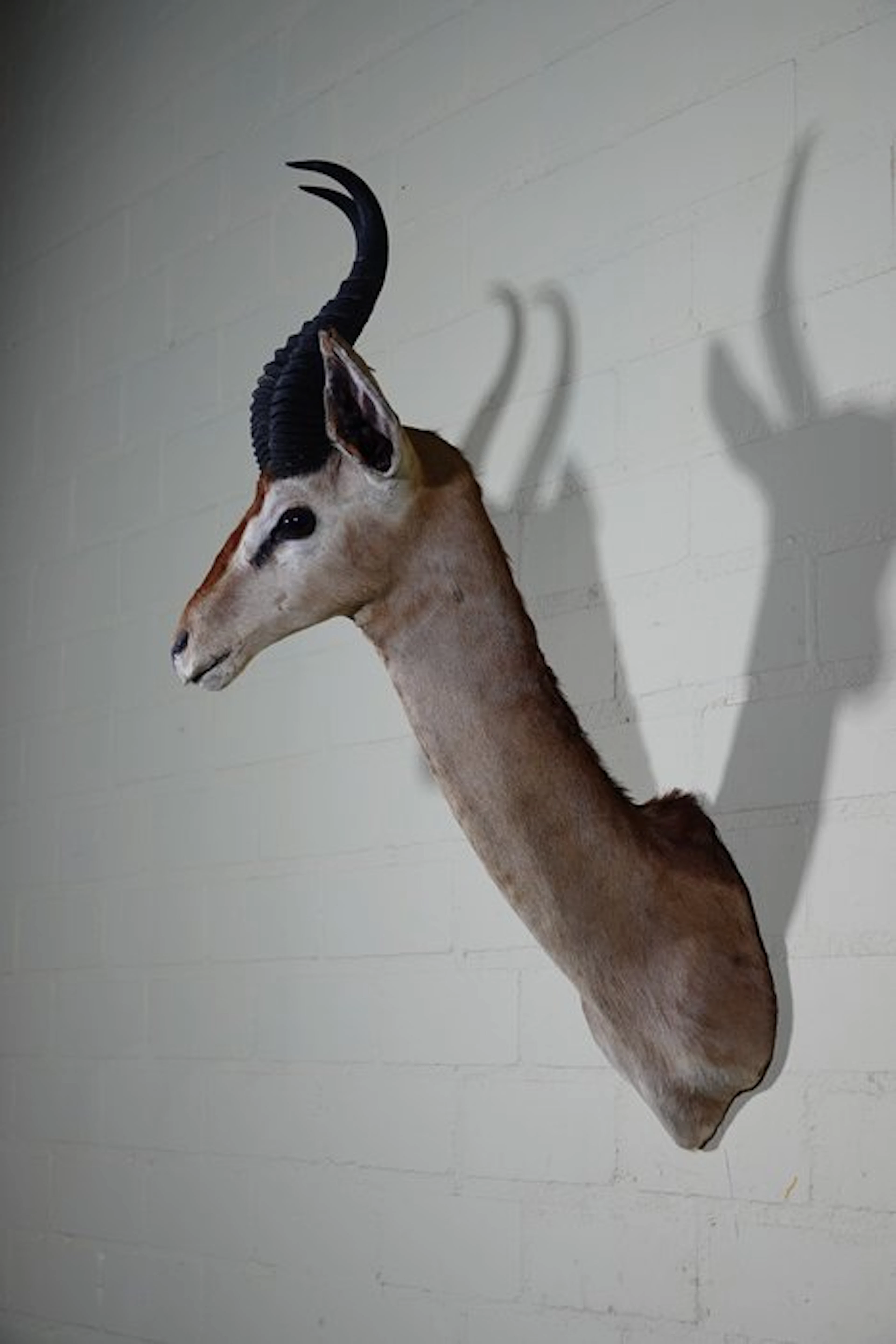 Uncommon Gerenuk from ROWLAND WARD Taxidermy wall mount...