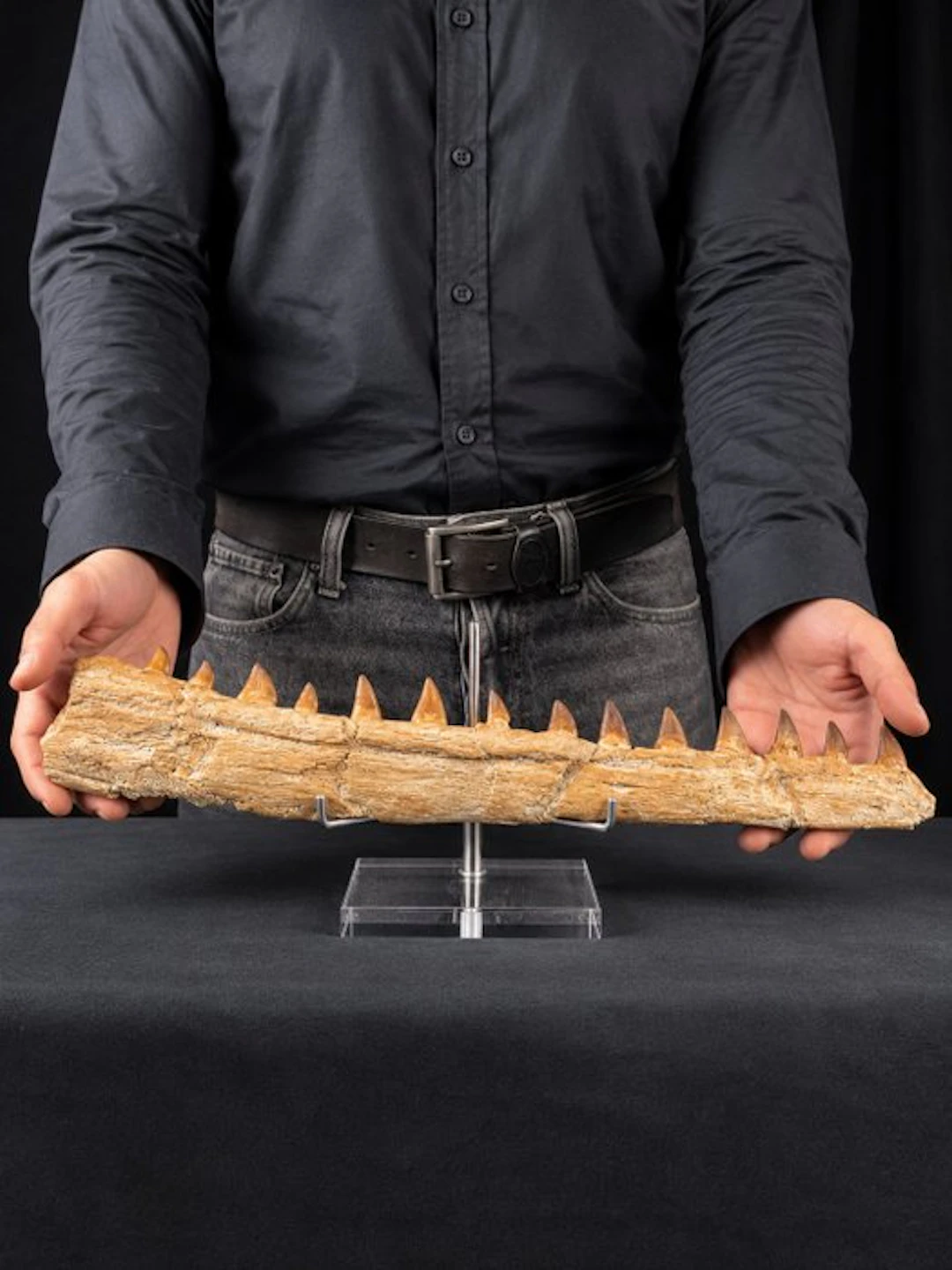 Mosasaur - Fossil tooth - Mosasaur jaw from Morocco
