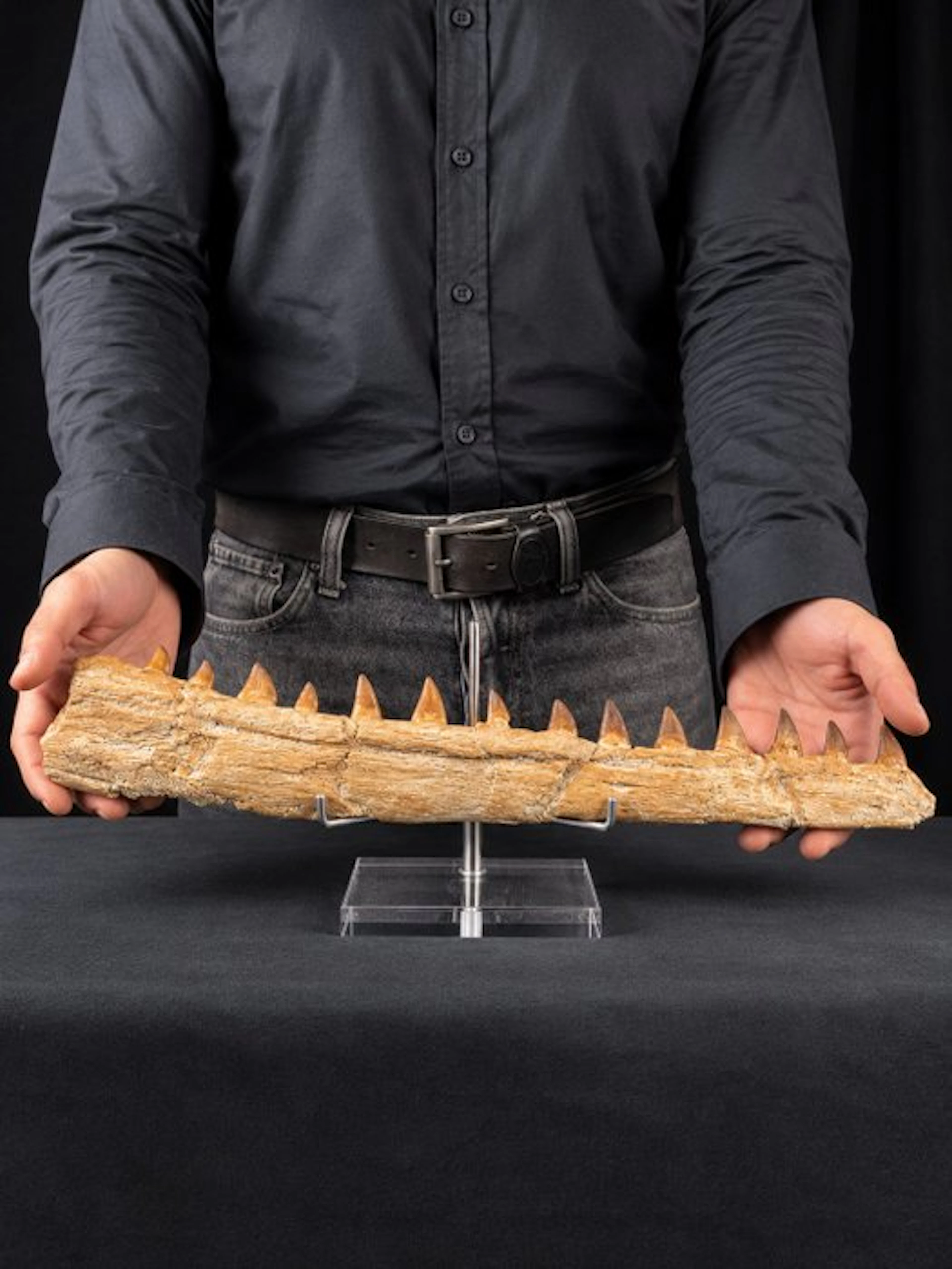 Mosasaur - Fossil tooth - Mosasaur jaw from Morocco