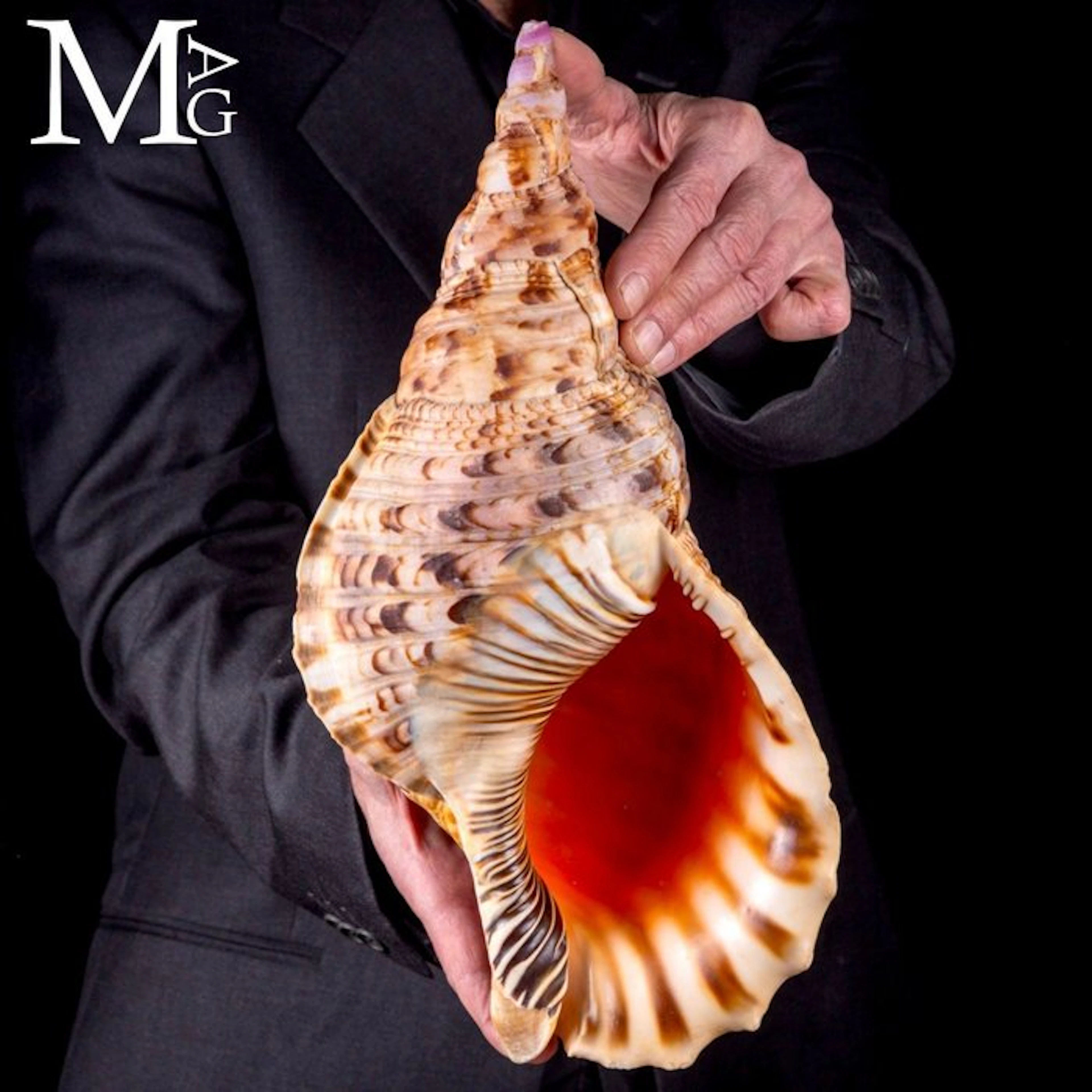 Remarkable Giant Triton Shell from Madagascar - Charonia...