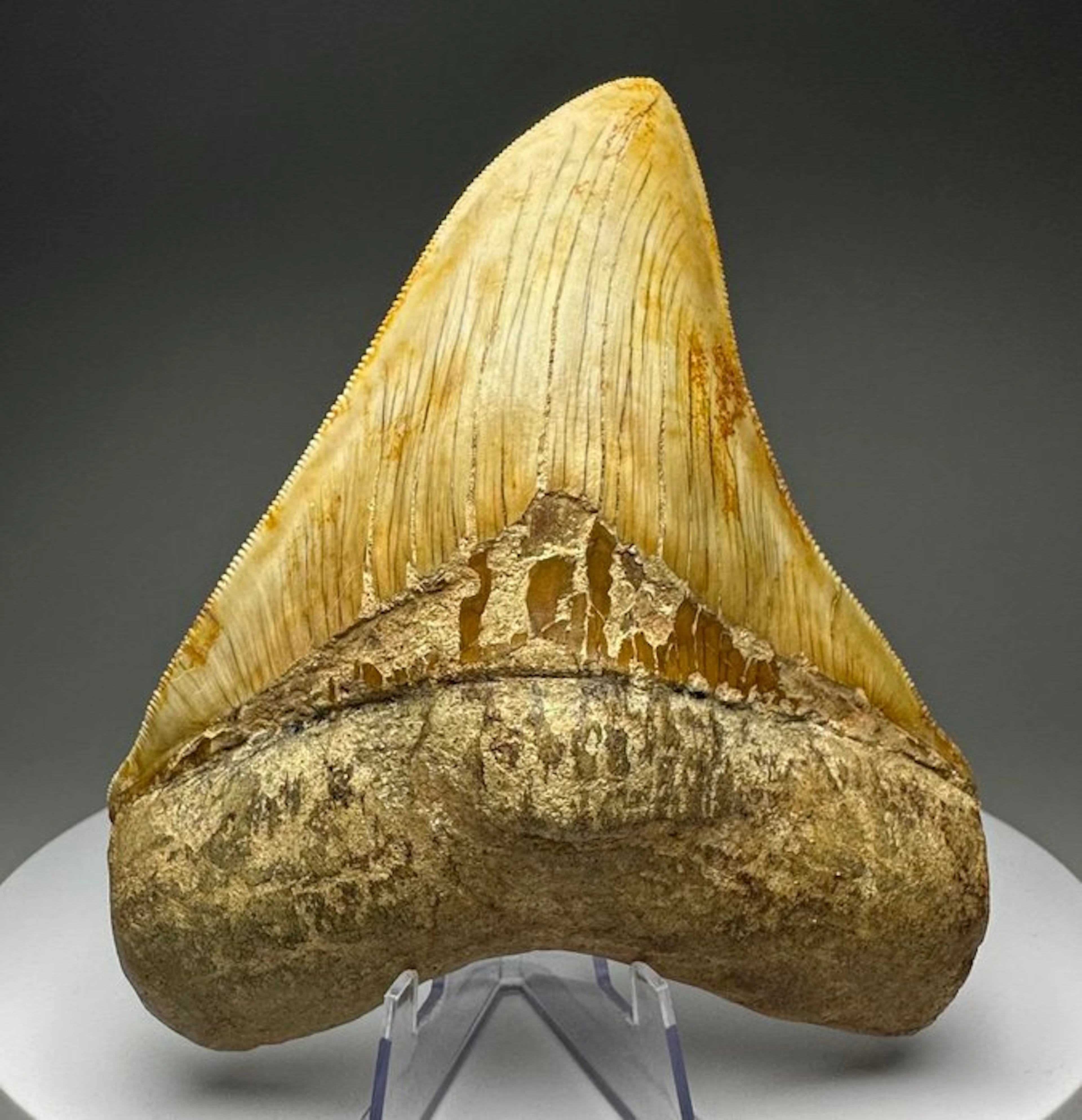 Megalodon - Fossil tooth - 13 cm - 11 cm