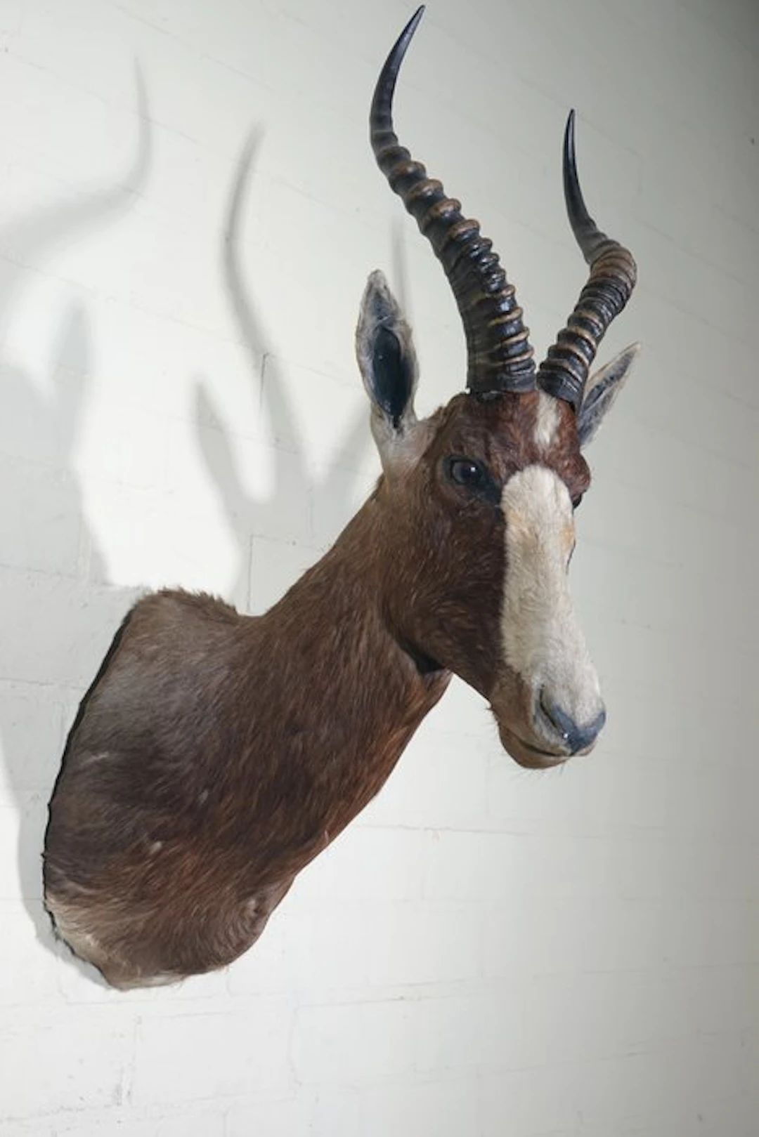 Blesbok Taxidermy wall mount - Damaliscus pygargus...
