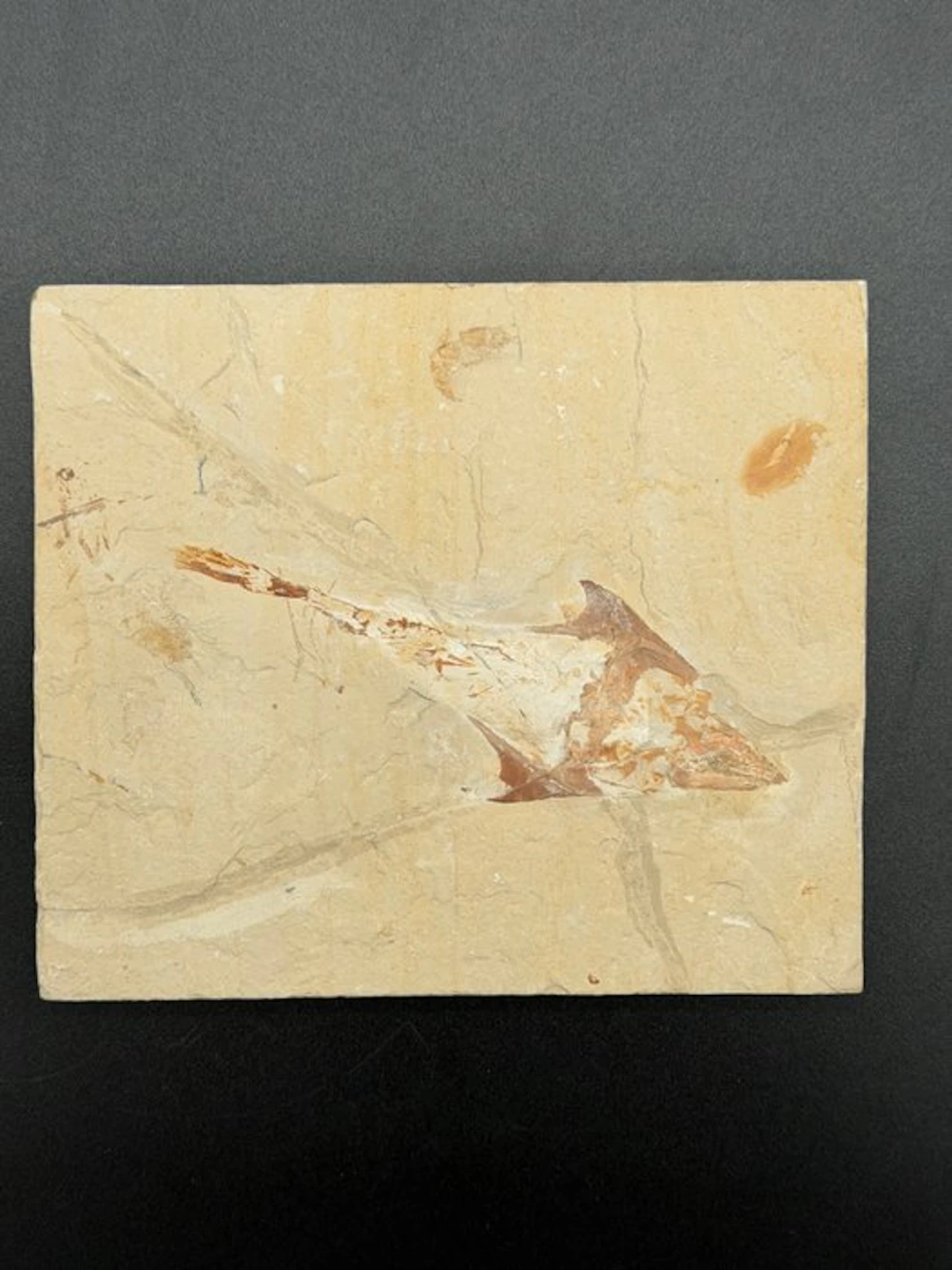 Fish - Fossilised articulated skeleton - Coccodus insignis - 15 cm - 10 cm