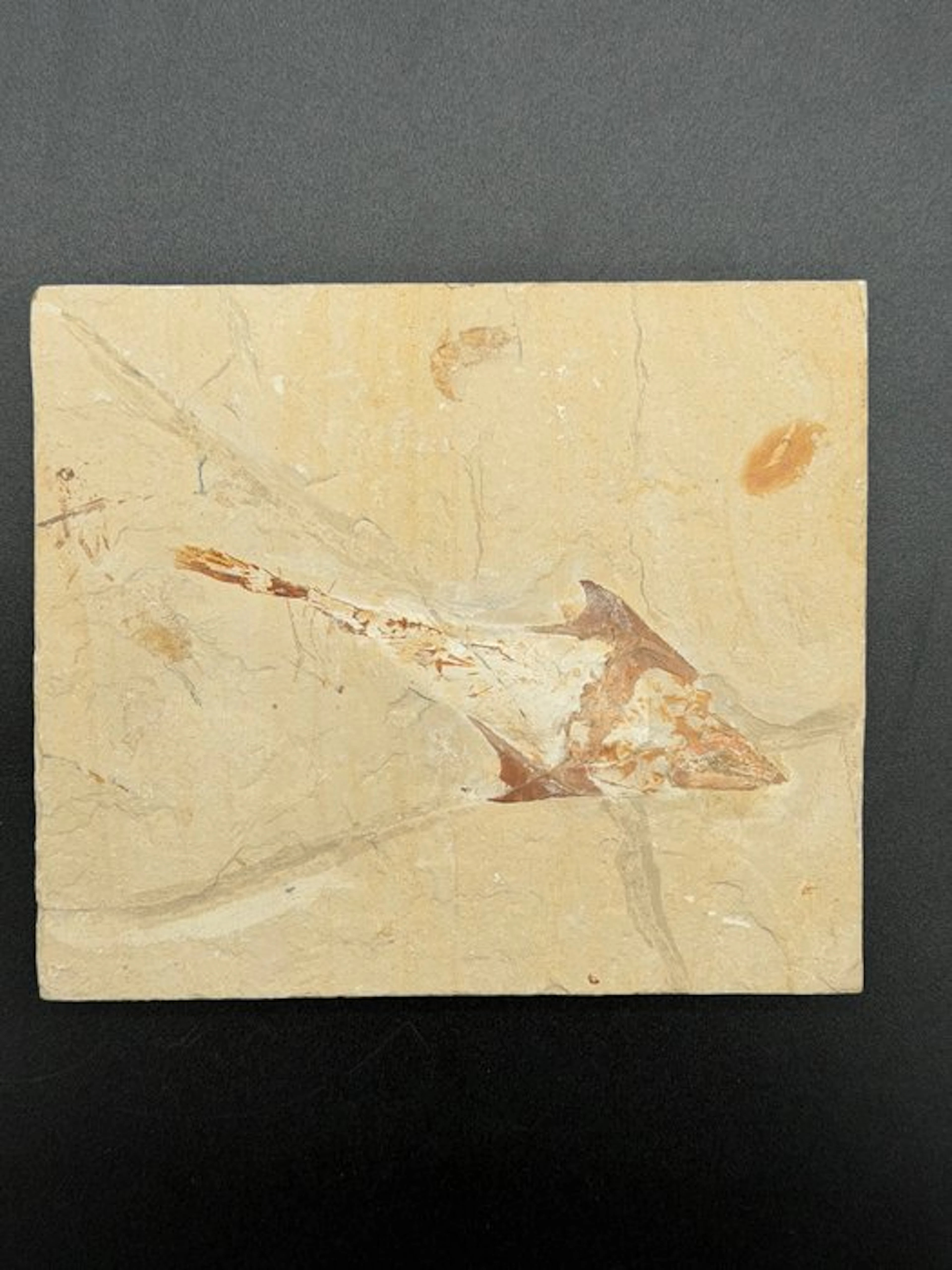Fish - Fossilised articulated skeleton - Coccodus insignis - 15 cm - 10 cm