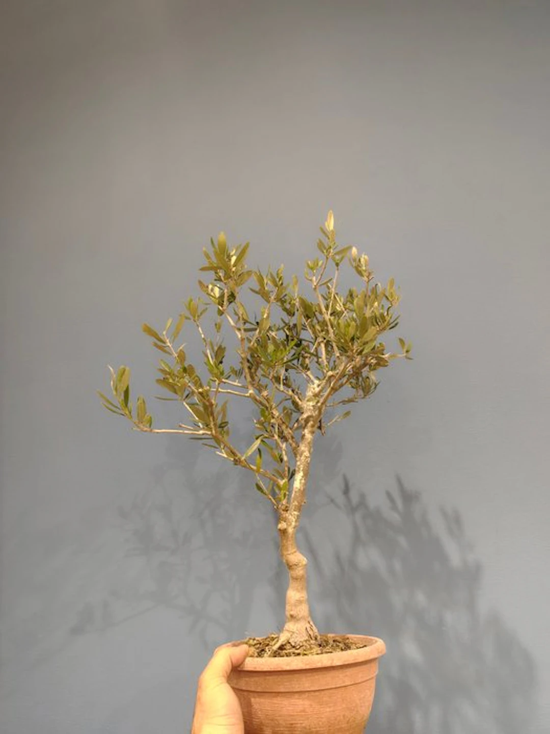 Olive bonsai (Olea europaea) - Height (Tree): 38 cm...