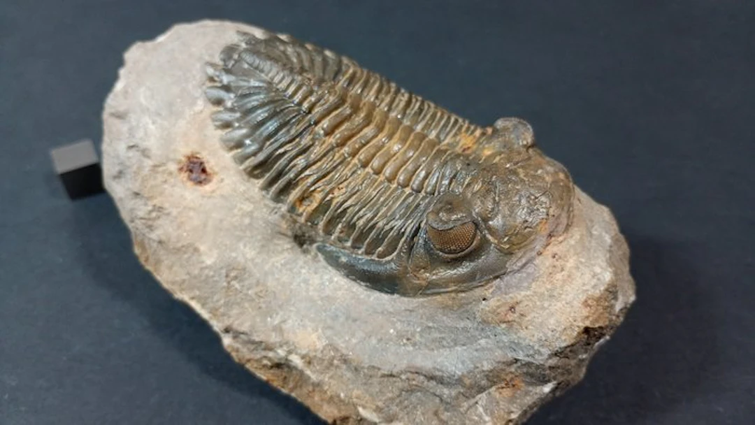 Trilobite - Fossil carapace - Hollardops Mesocristatus...