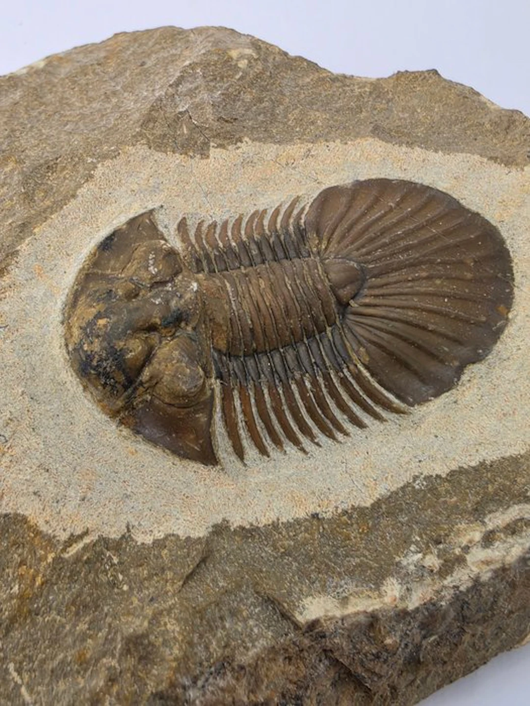Trilobite - Fossilised animal - Hollardops - 9 cm