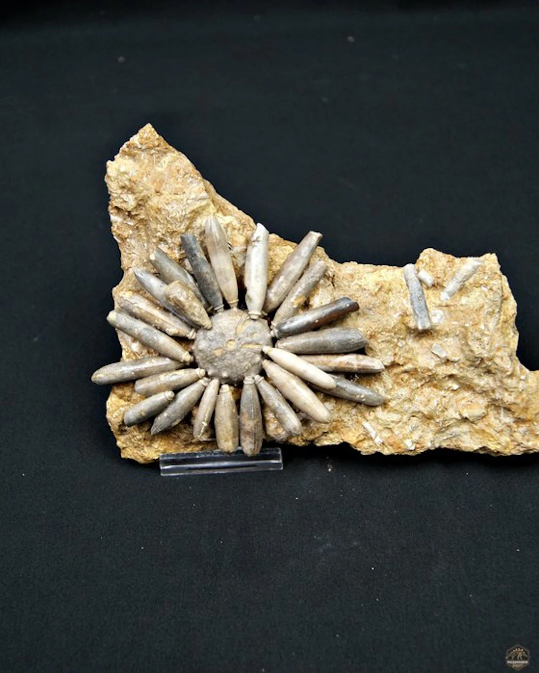 Sea Urchin - Fossilised animal - Asterocidaris bistriata