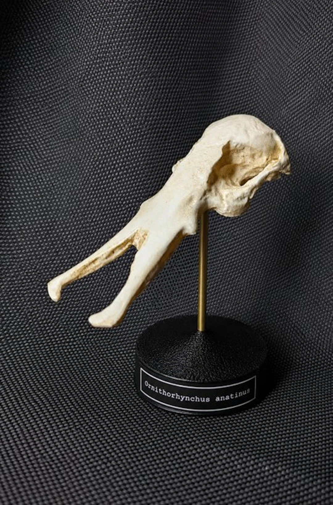 Platypus Skull - (Ornithorhynchus anatinus) - Museum...