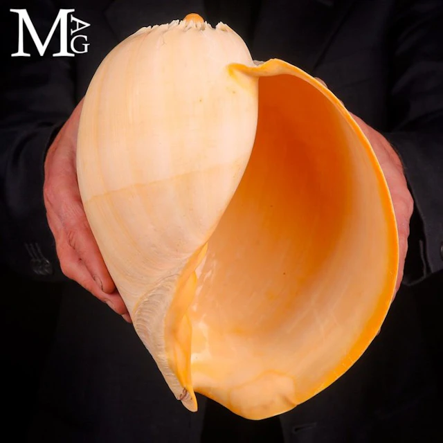 Giant Indo-Pacific Melo broderipii - Collector Shell...