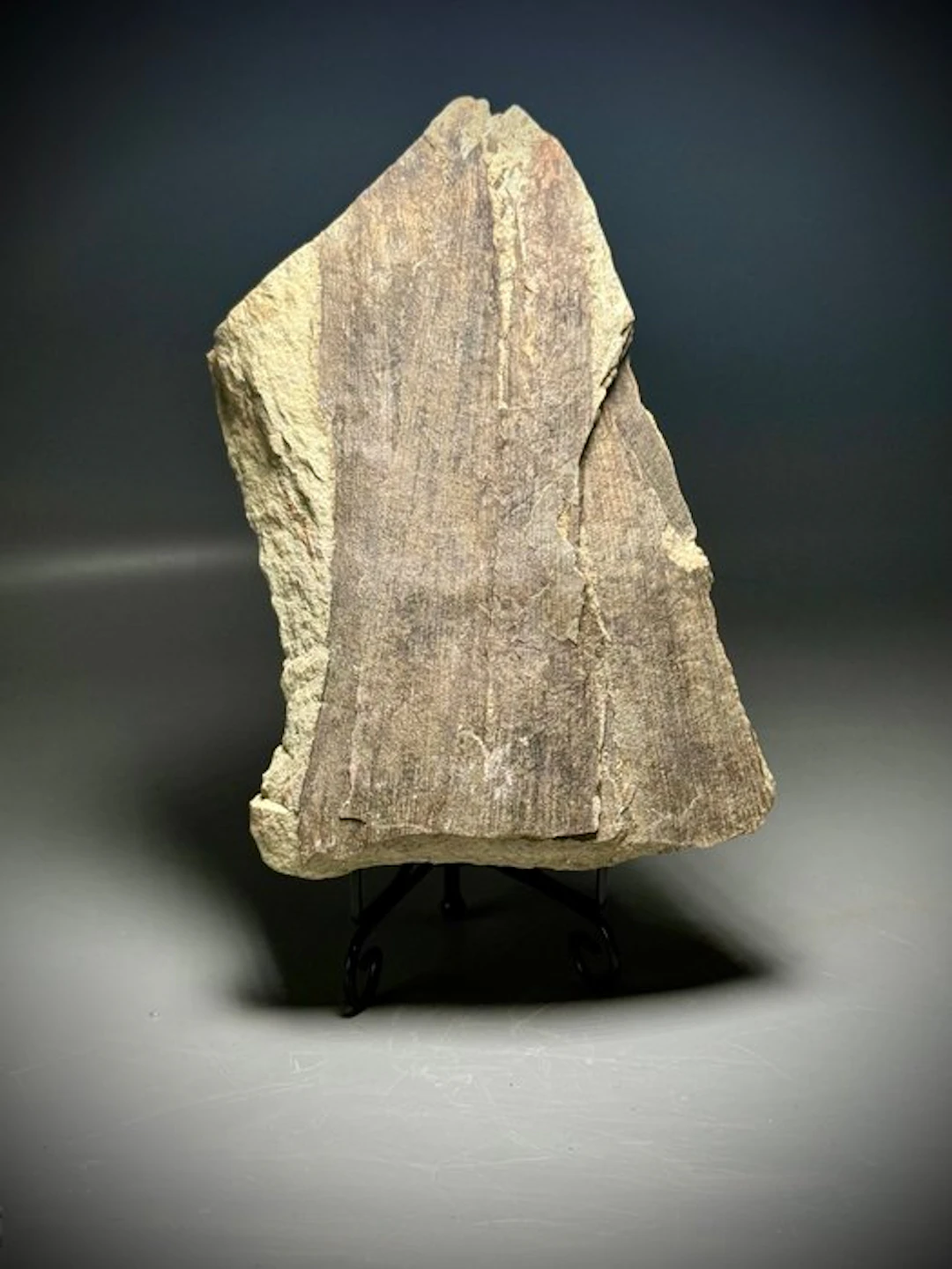 Exceptional Calamites Trunk Fossil - Fossilised plant (No reserve price)