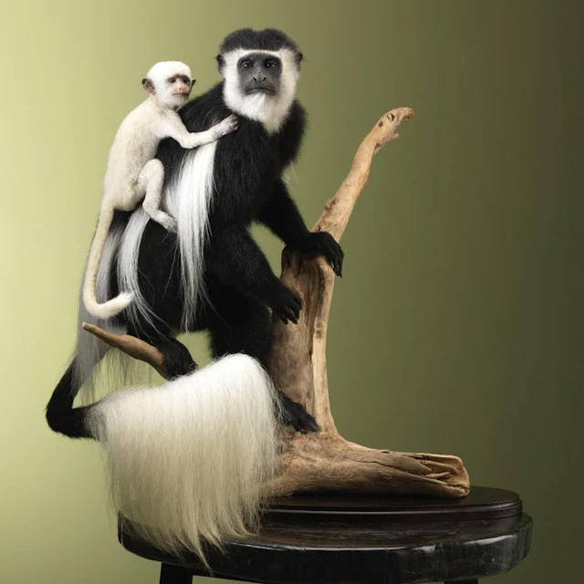 Monkey Taxidermy full body mount - Colobus guereza - 67...