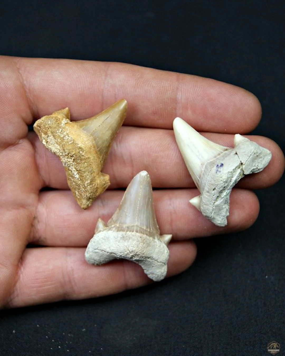 Shark - Fossil tooth - Otodus obliquus (No reserve price)