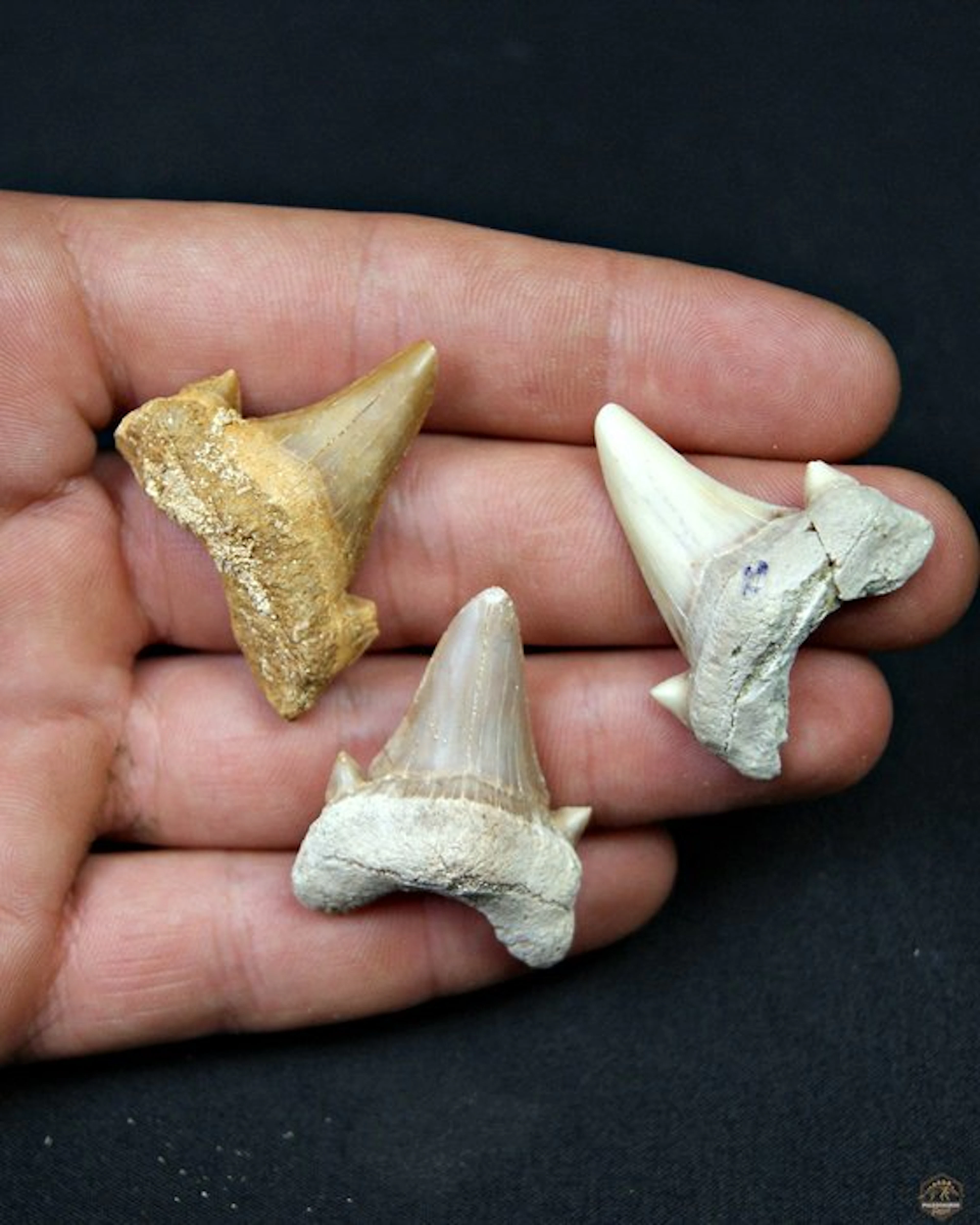 Shark - Fossil tooth - Otodus obliquus (No reserve price)