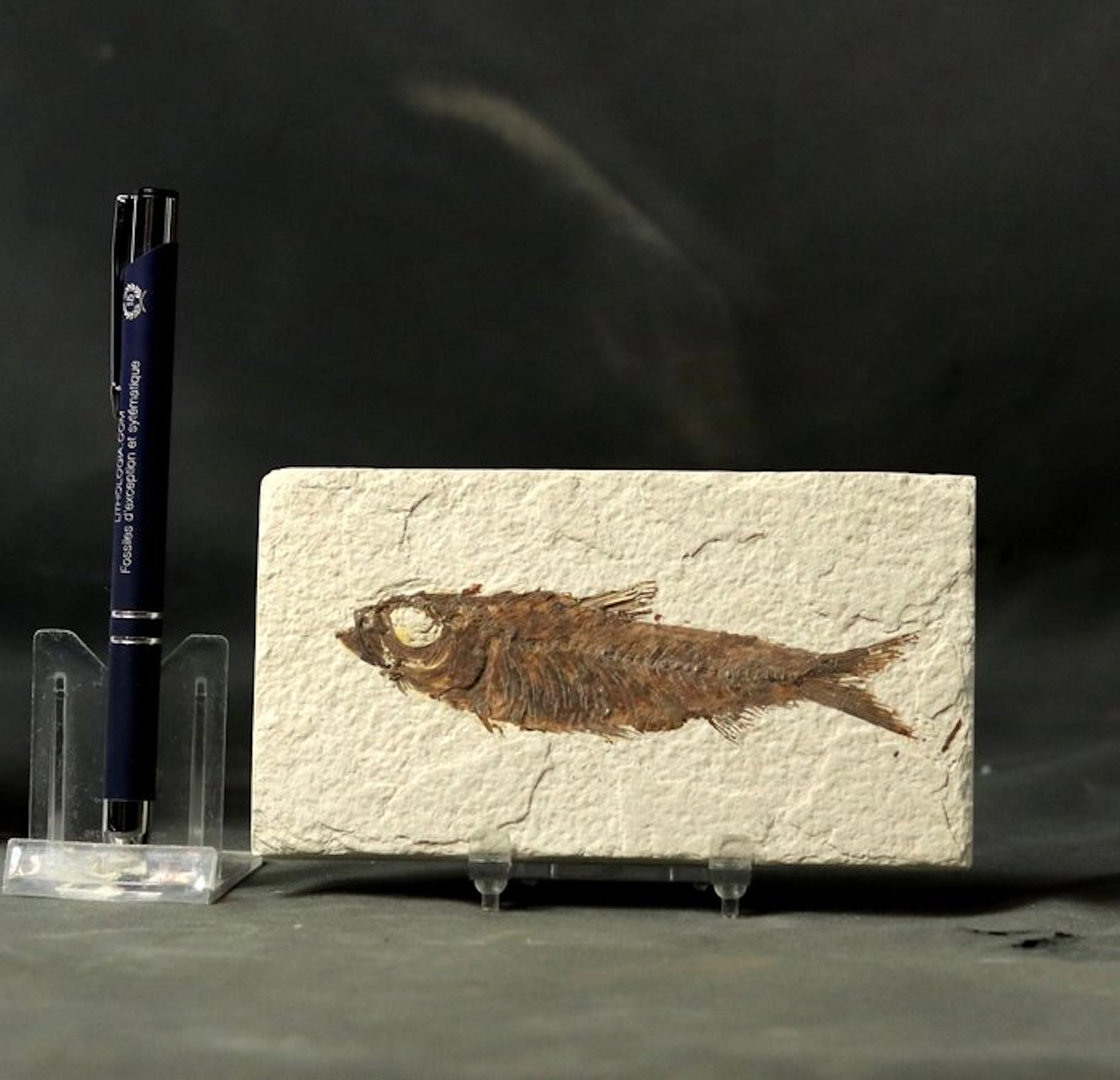 Outstanding Fossil fish - - Fossilised animal - Knightia...