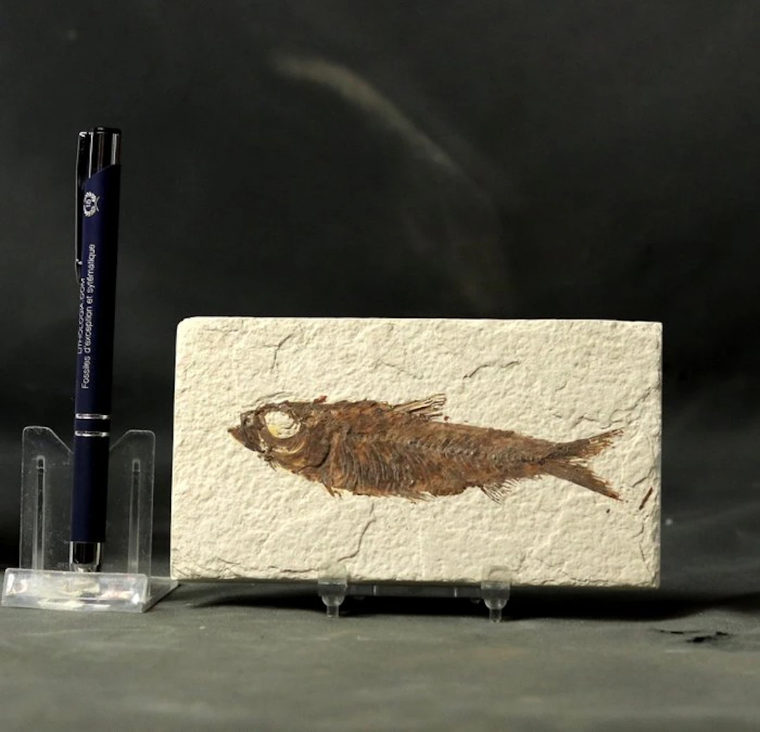 Outstanding Fossil fish - - Fossilised animal - Knightia...
