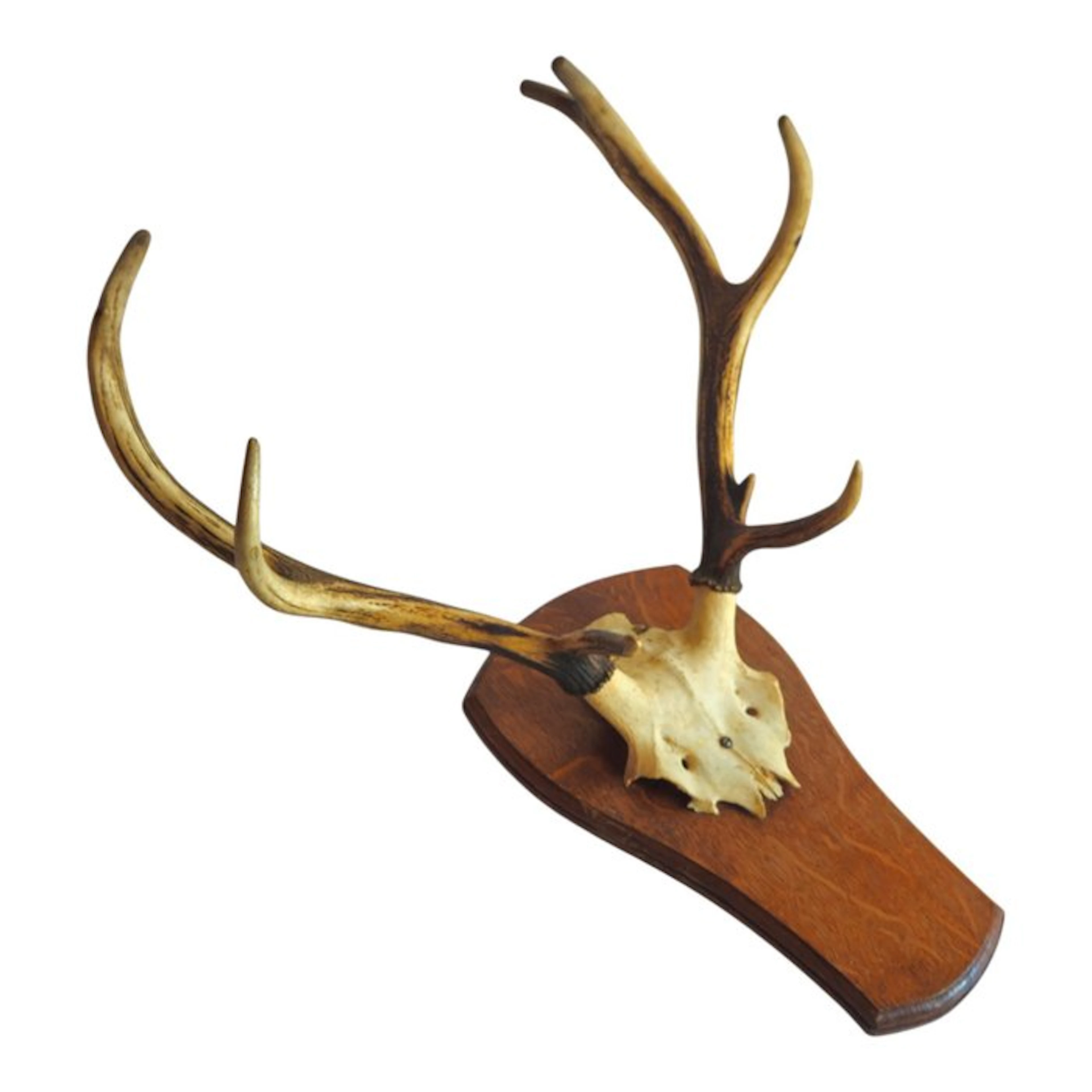 Hunting trophy