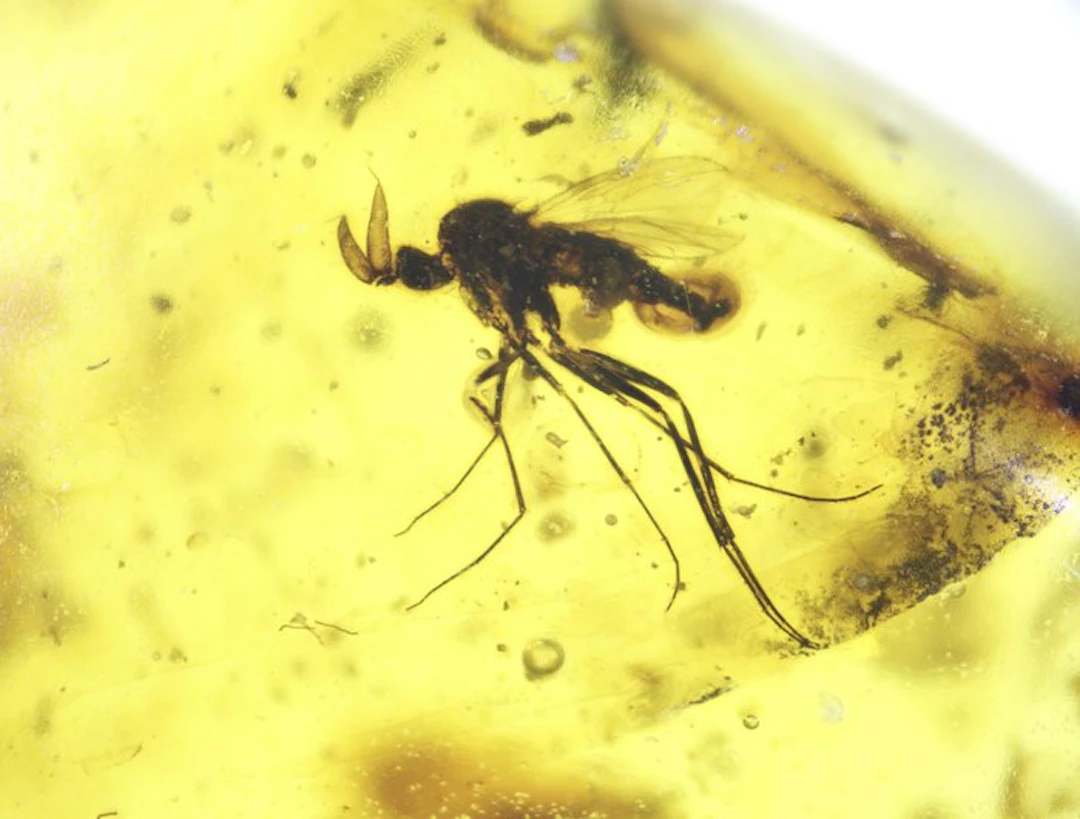 Burmese amber - Amber - Rare Cretaceous Burmese Amber...