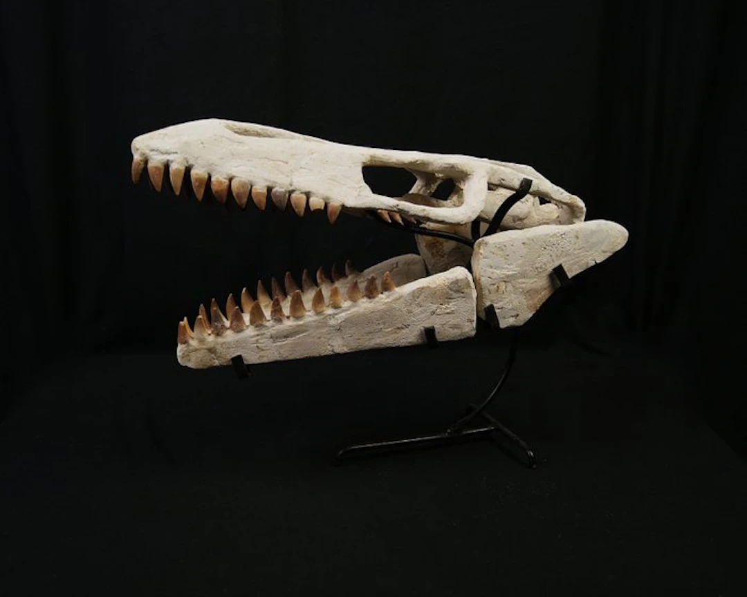 Mosasaur skull - Fossil skull - Mosasaurus - 47 cm - 43 cm