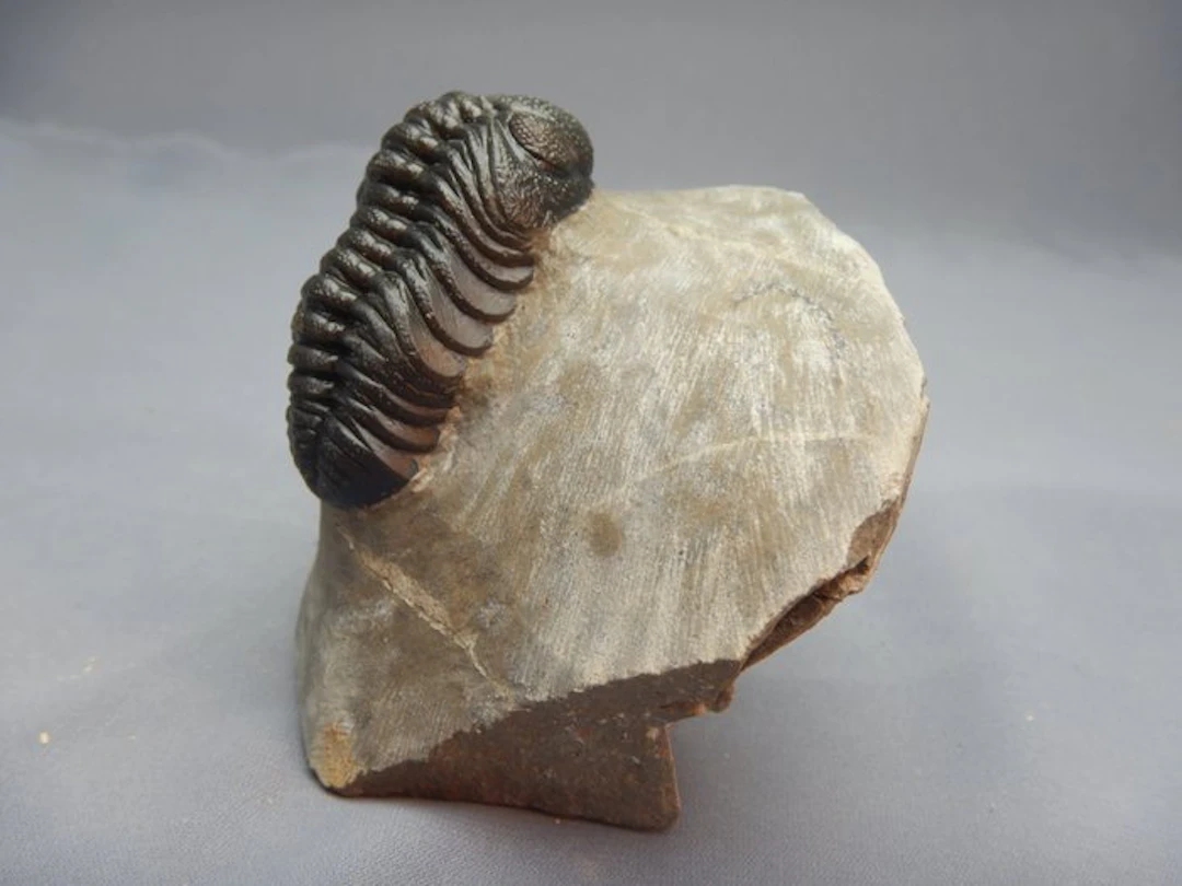 Trilobite - Fossilised animal - Barrandeops ovatus...