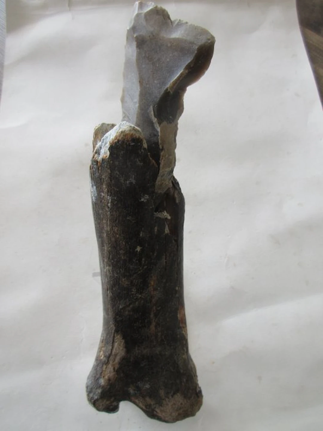 Mesolithic/Epipaleolithic Bone Hand axe - 230 mm (No reserve price)