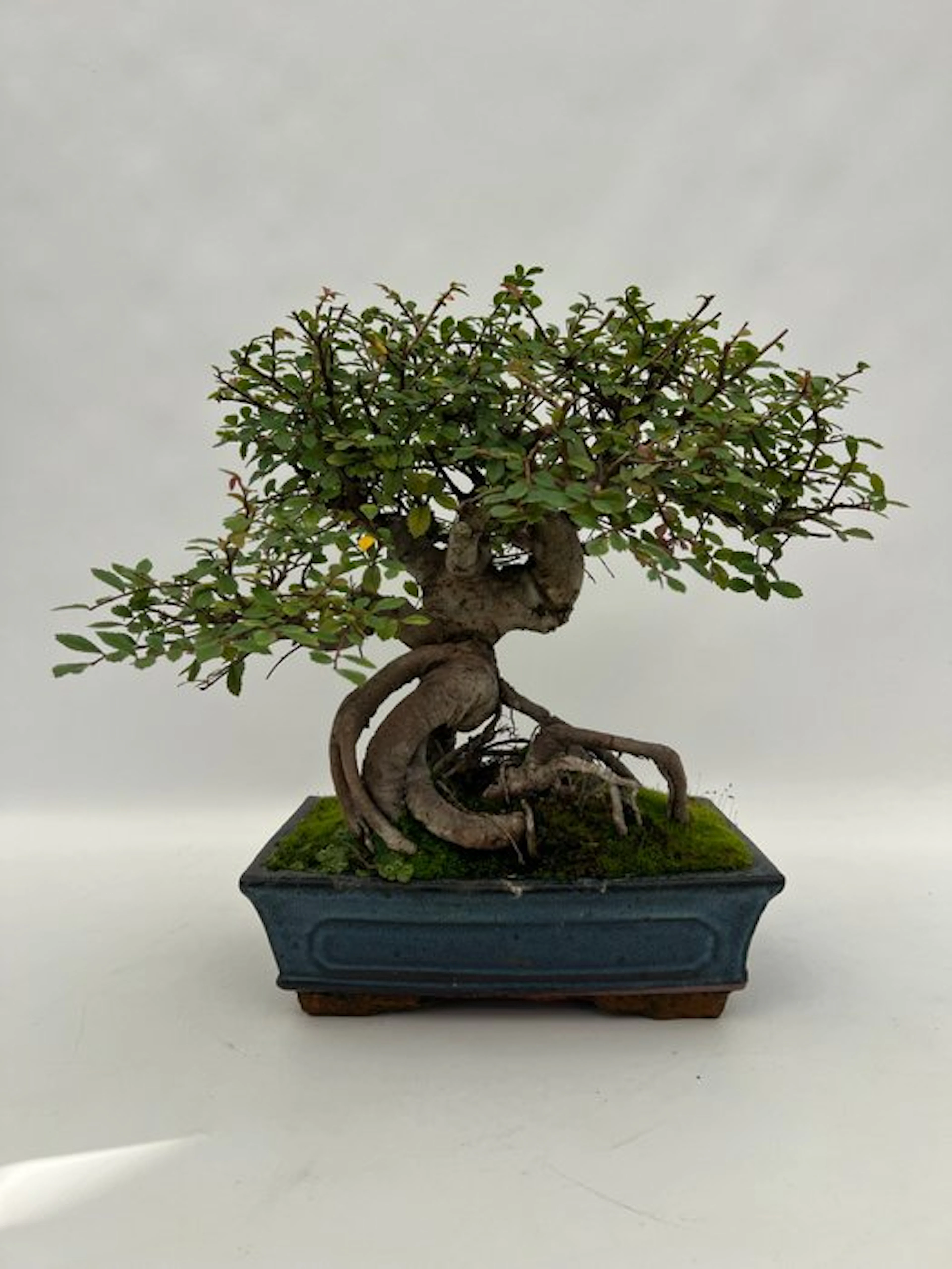 Japanese elm bonsai (Zelkova) - Height (Tree): 28 cm...