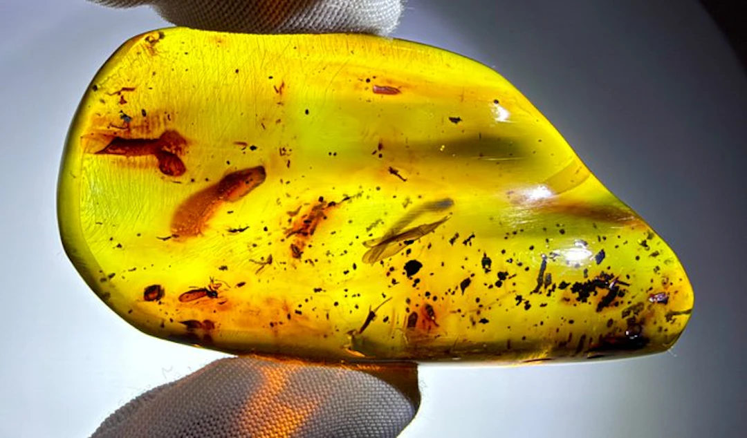 Dominican Fossil Amber!! AAA Quality!!- 20.7 g
