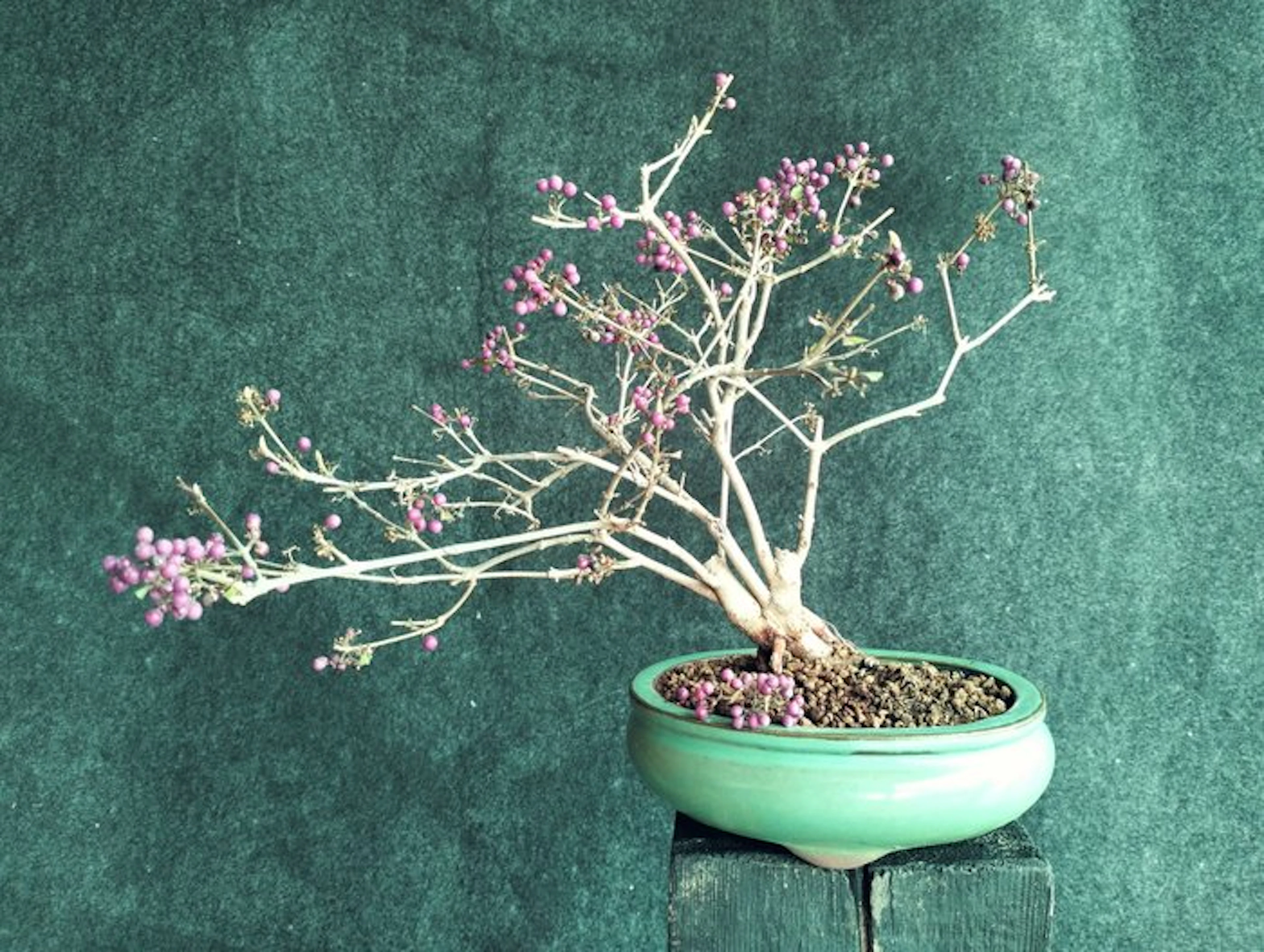Callicarpa japonica bonsai - Height (Tree): 29 cm - Depth (Tree): 26 cm - Japan