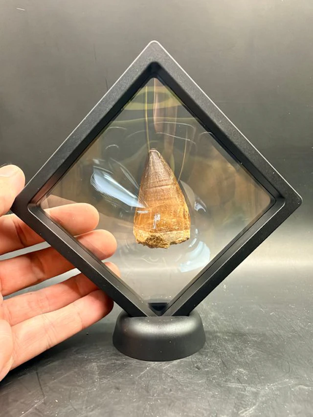Mosasaur - Fossil tooth - Mosasaurus - 5.3 cm (No reserve price)
