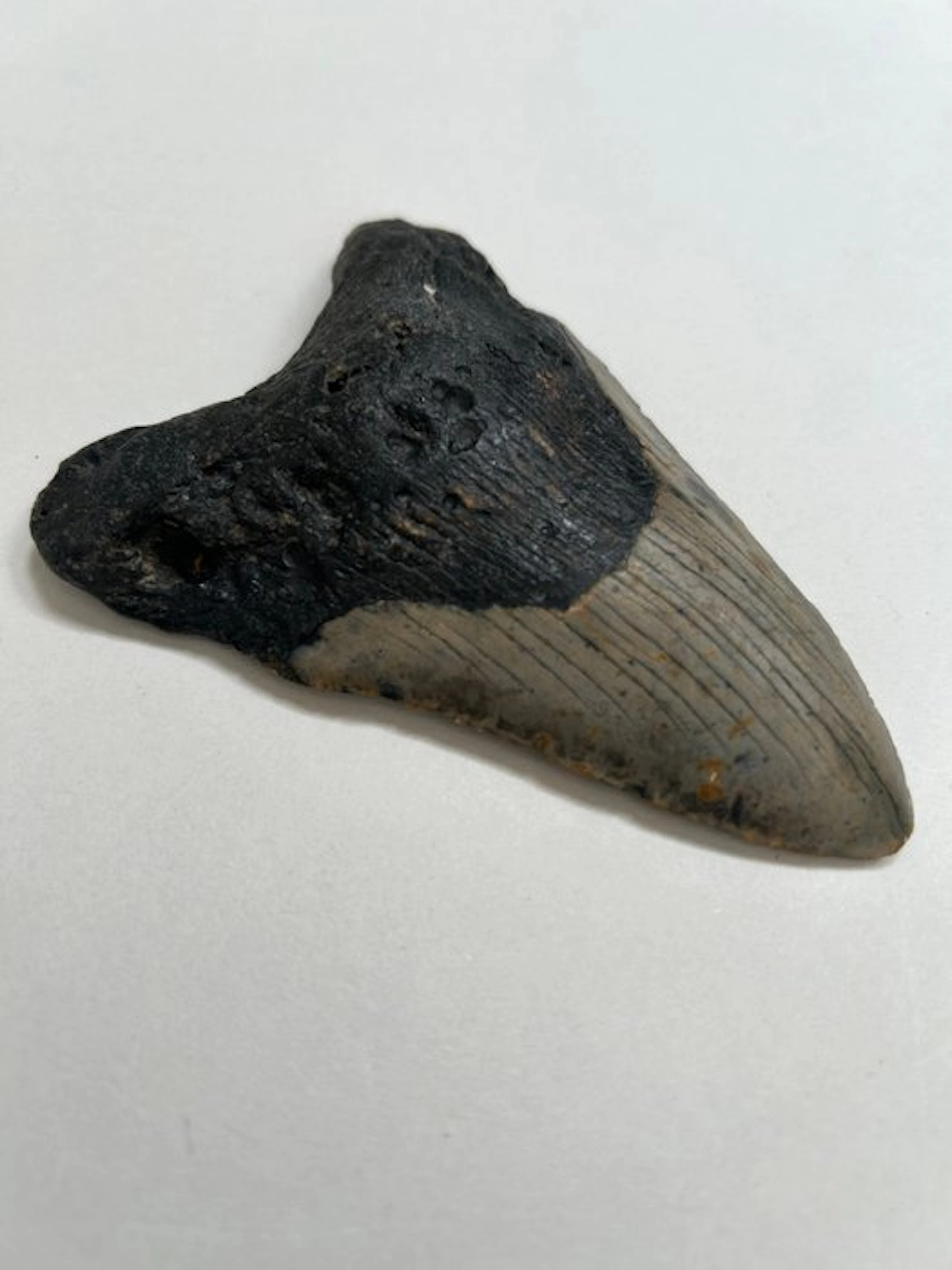 Megalodon - Fossil tooth - 124 mm - 86 mm