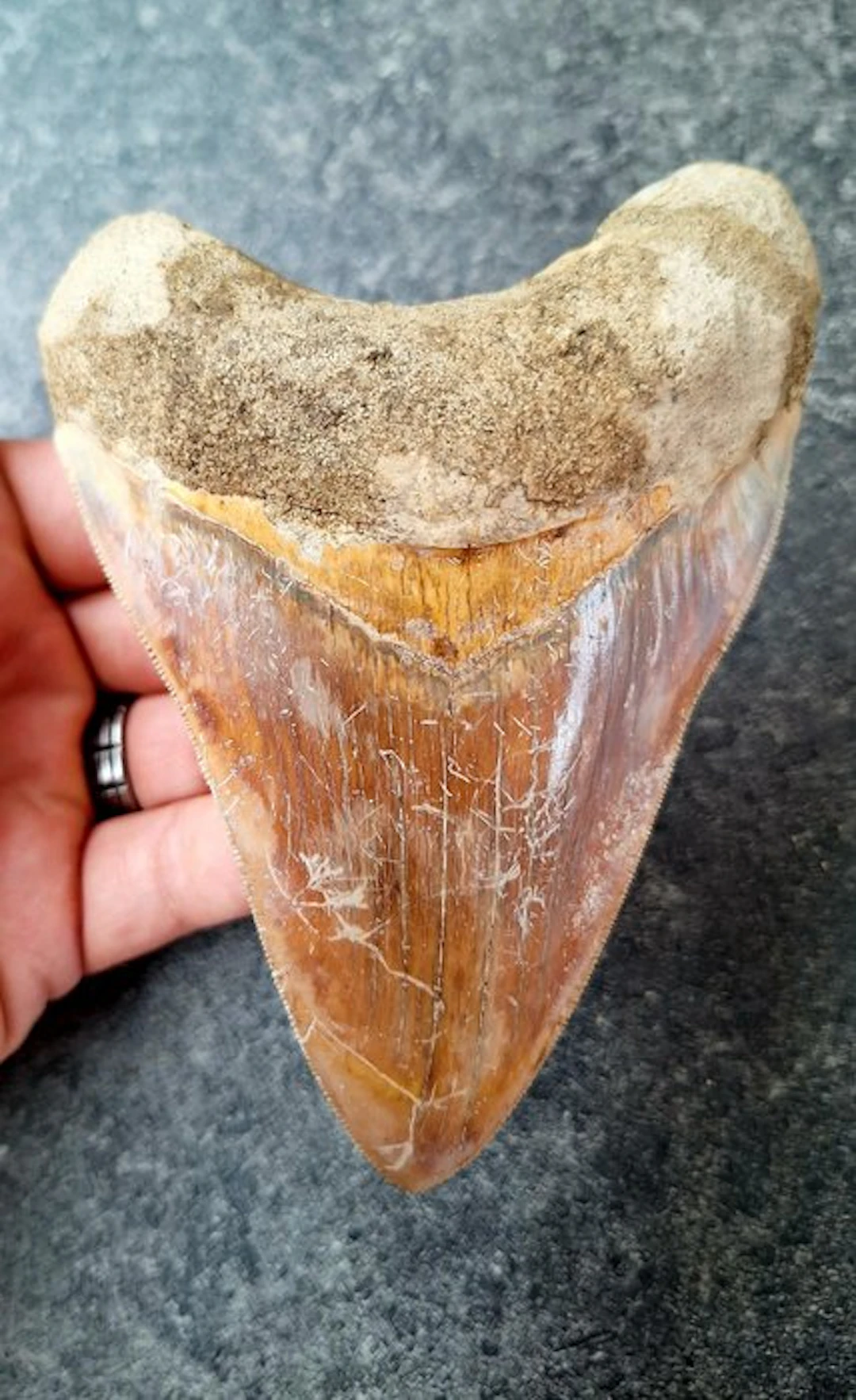 Megalodon - Fossil tooth - 13.3 cm - 9.4 cm